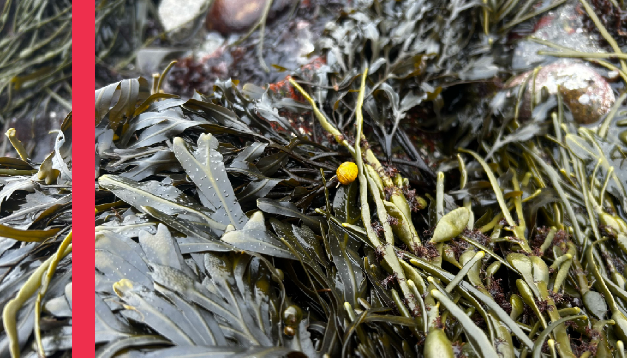 Seaweed_Layouts_v210.png