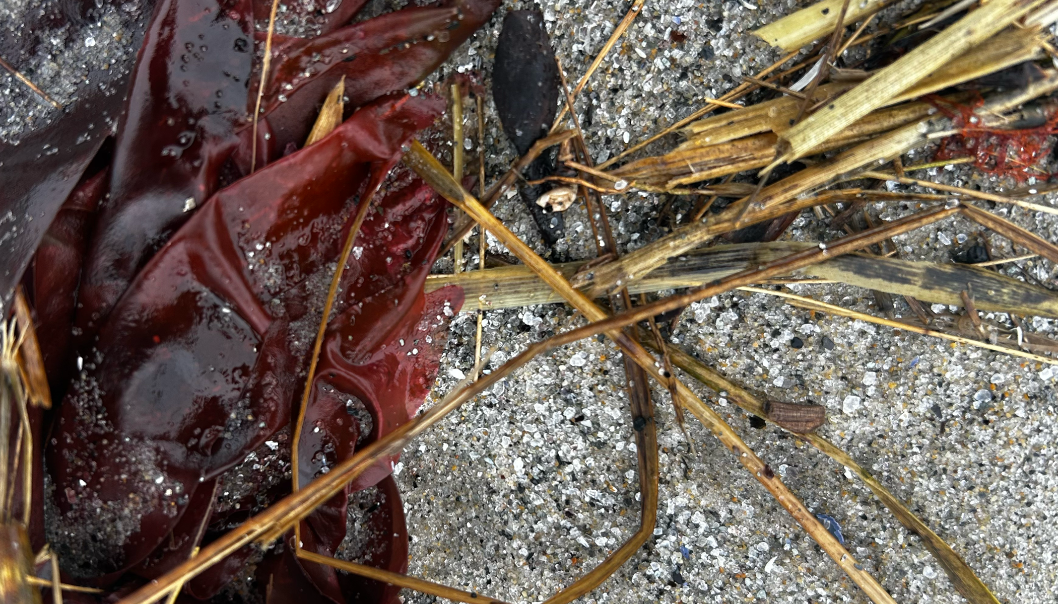Seaweed_Layouts_v29.png