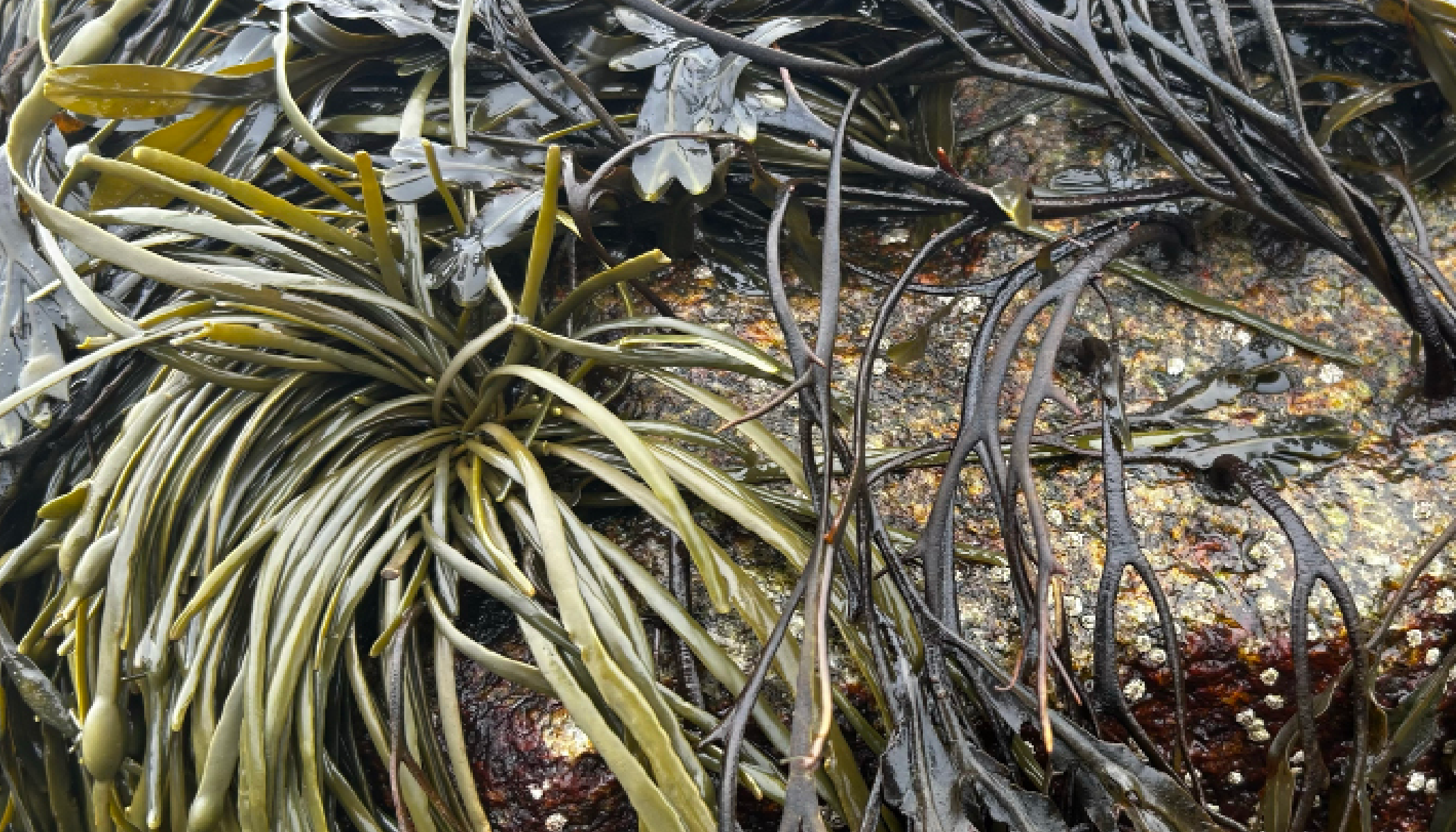 Seaweed_Layouts_v211.png