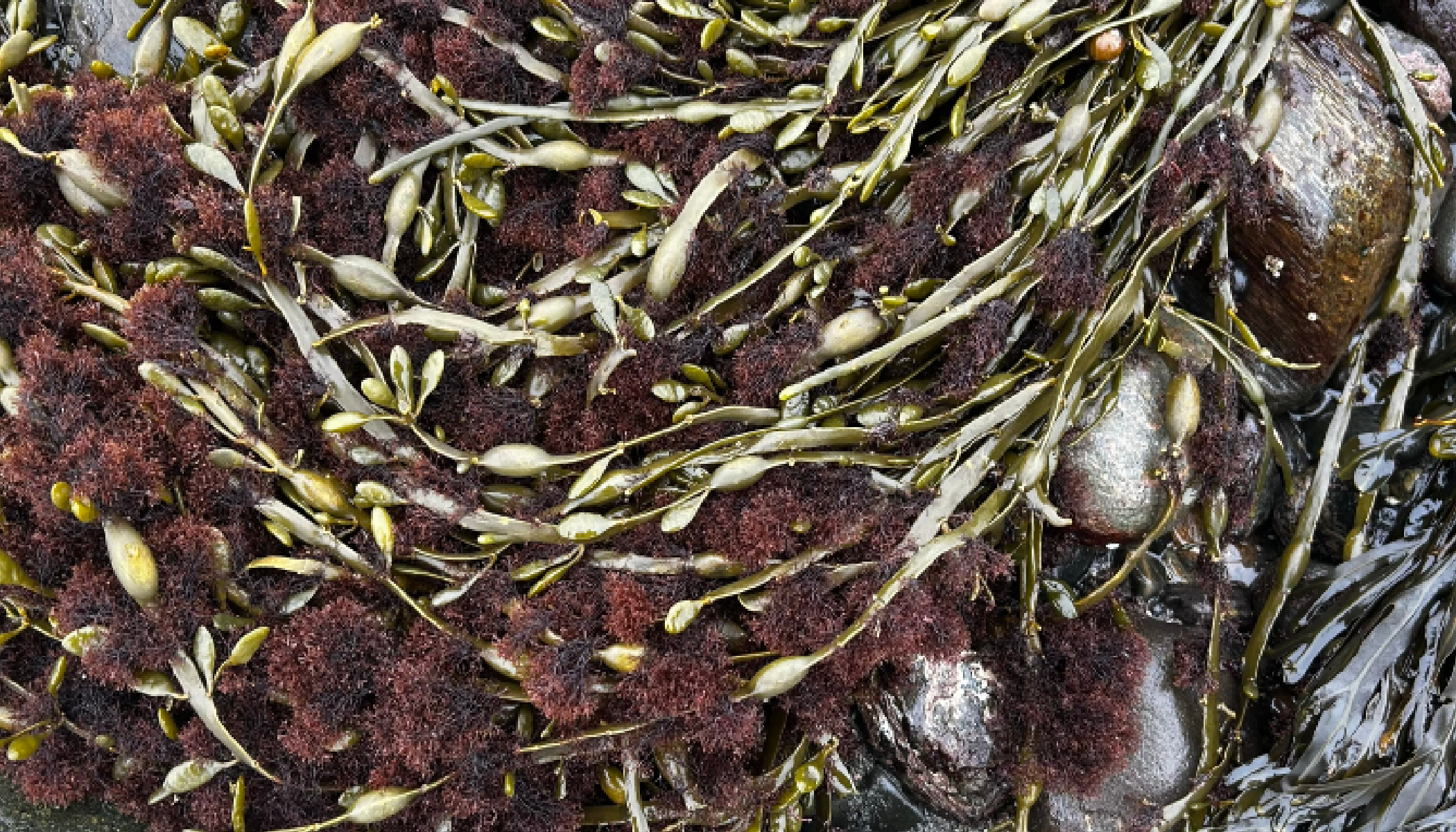 Seaweed_Layouts_v212.png
