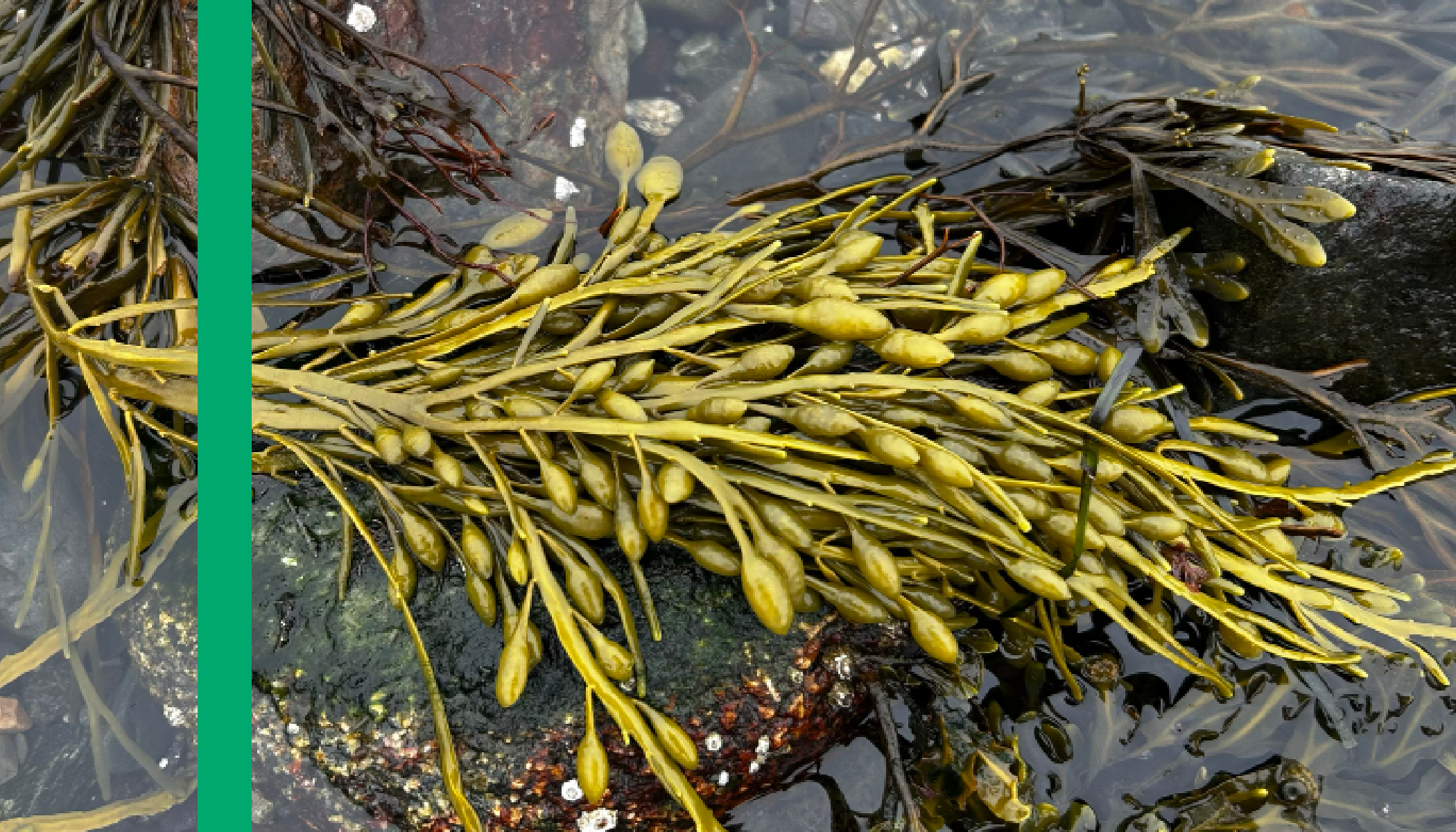 Seaweed_Layouts_v213.png