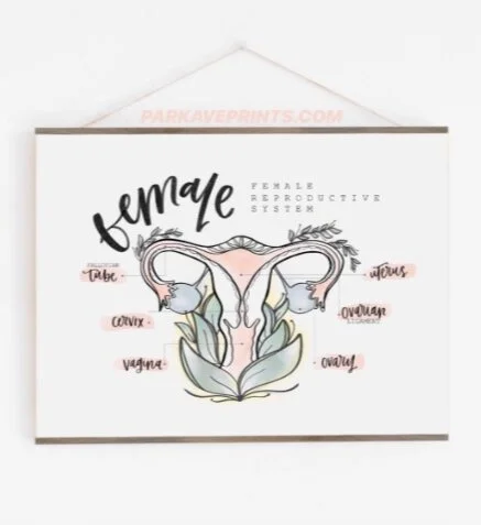 New! Female Reproductive System