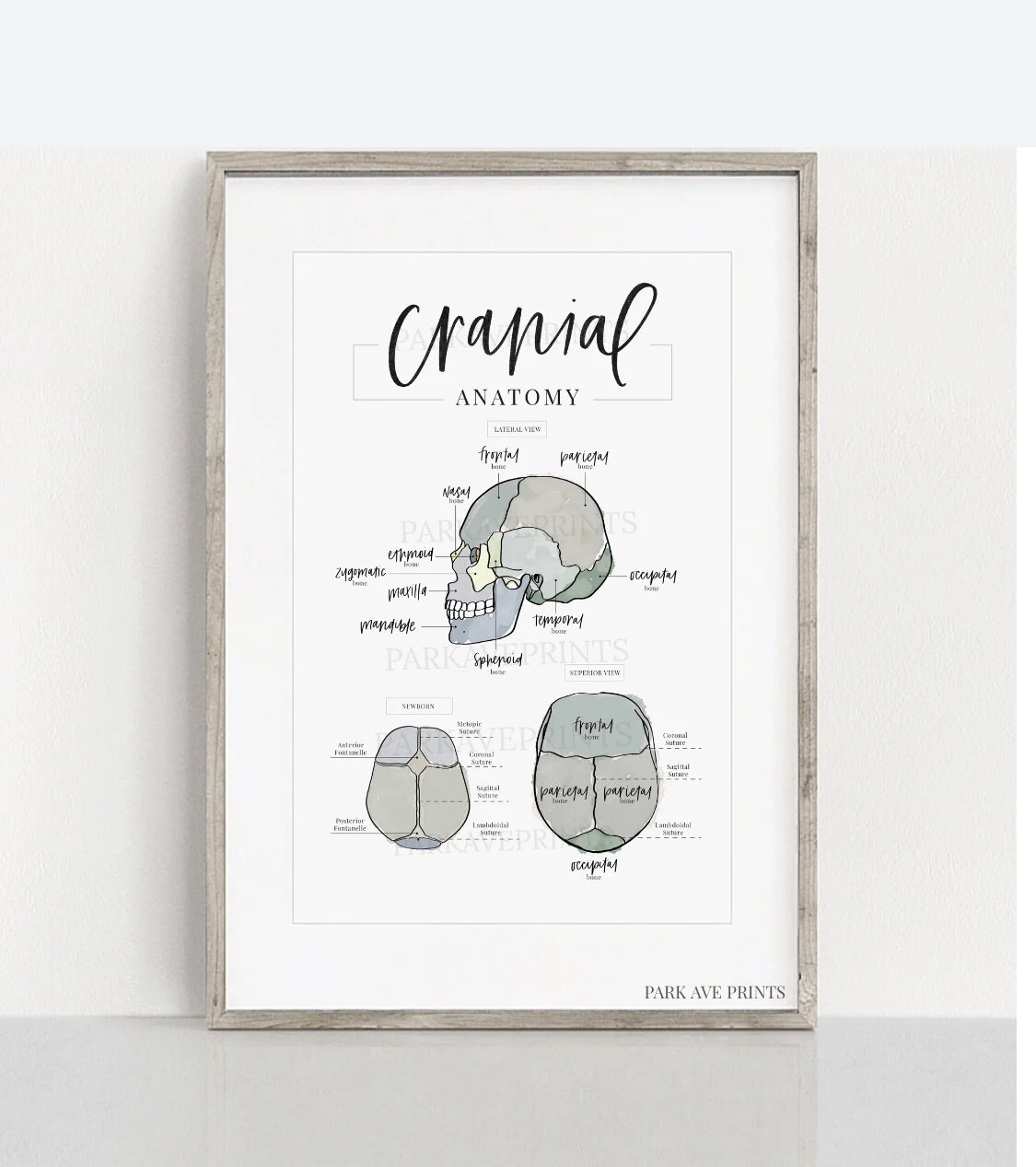 Cranial Anatomy Poster