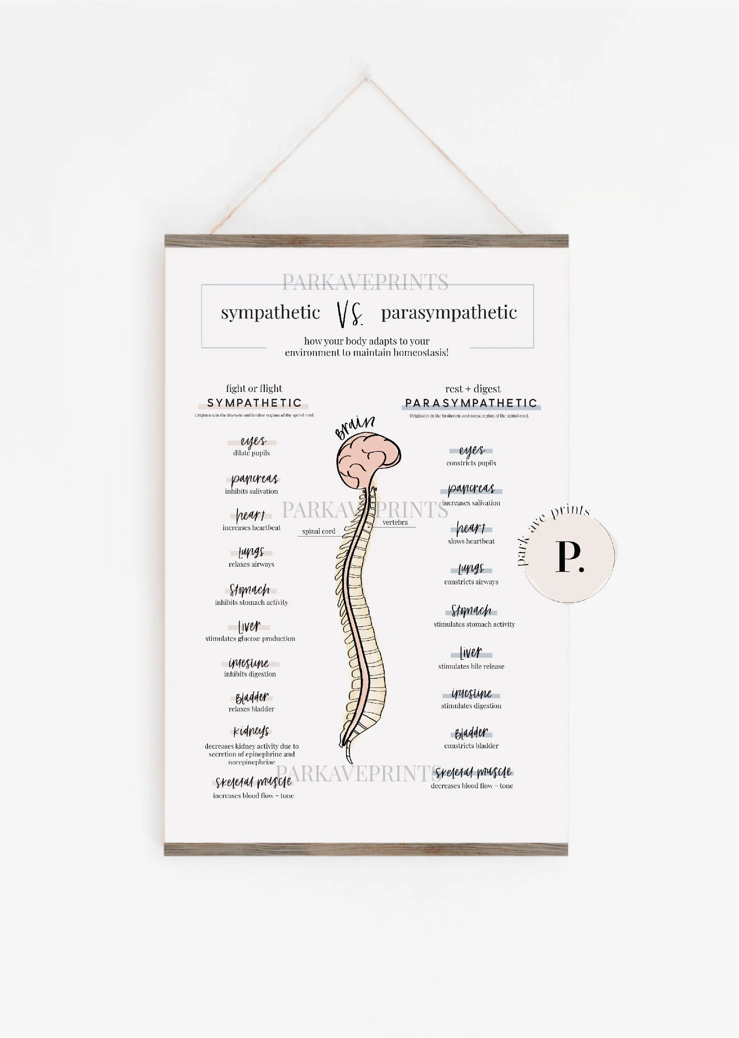 Sympathetic And Parasympathetic Nervous System Chart
