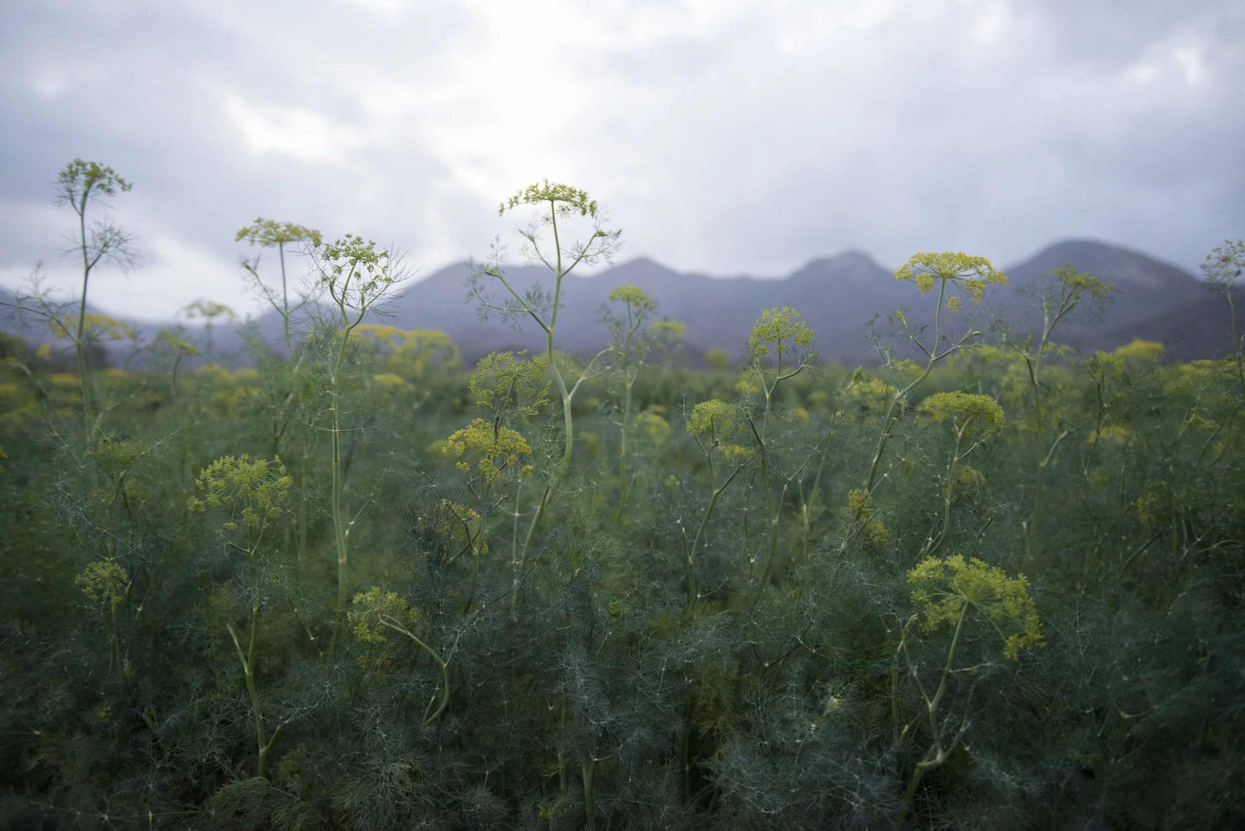 SPICE ISLANDS_004.JPG