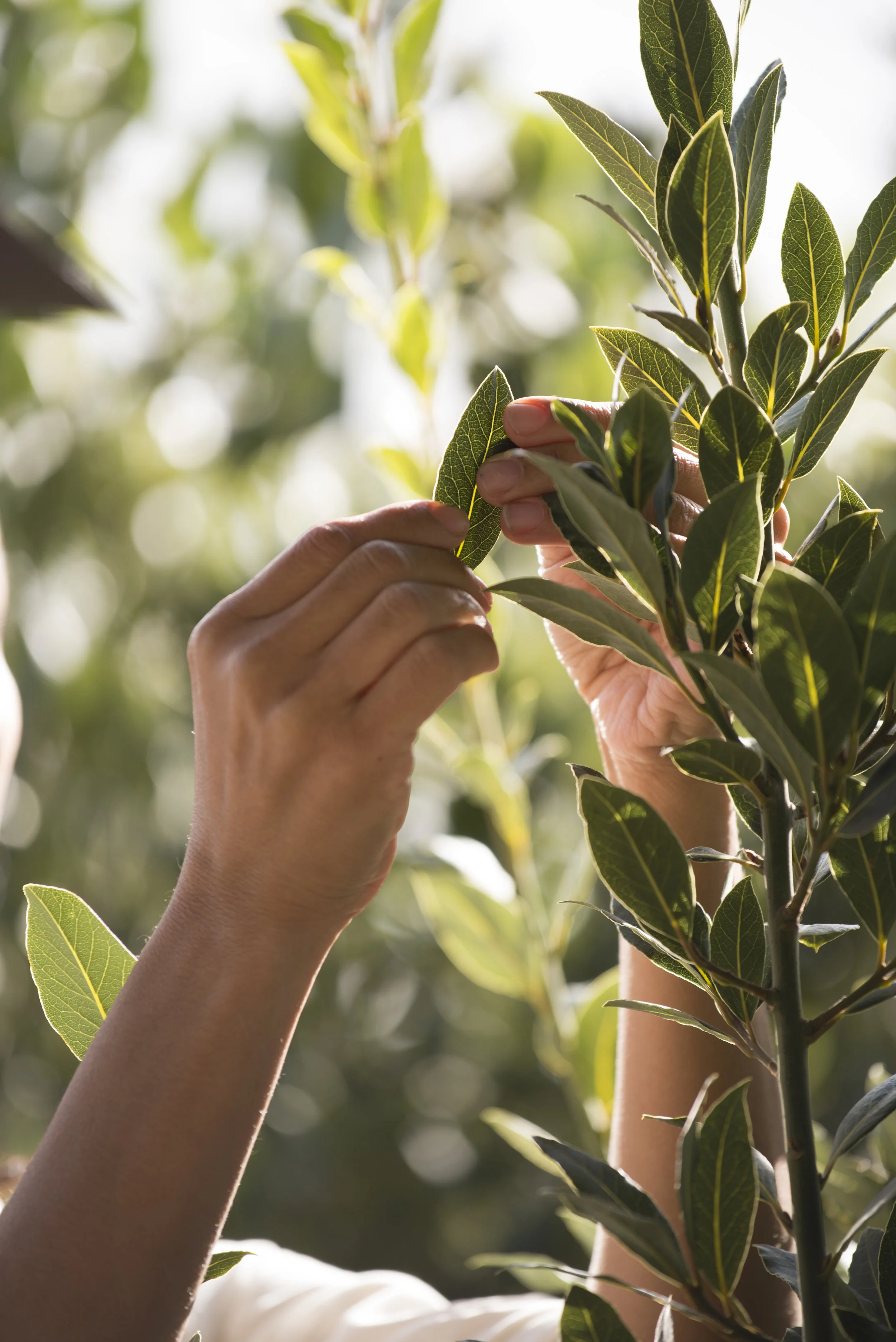 SPICE ISLANDS_595.JPG