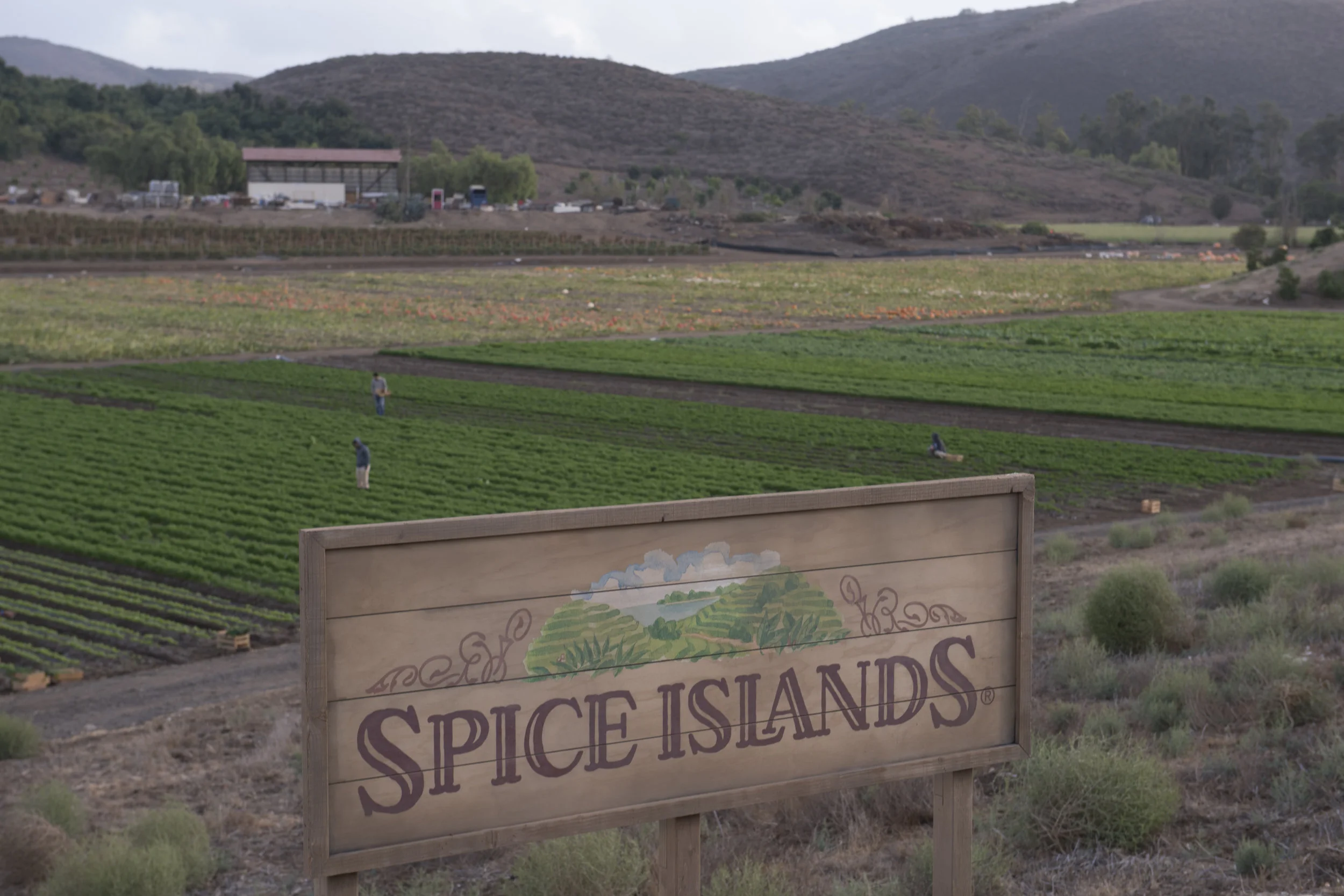 SPICE ISLANDS_700.JPG