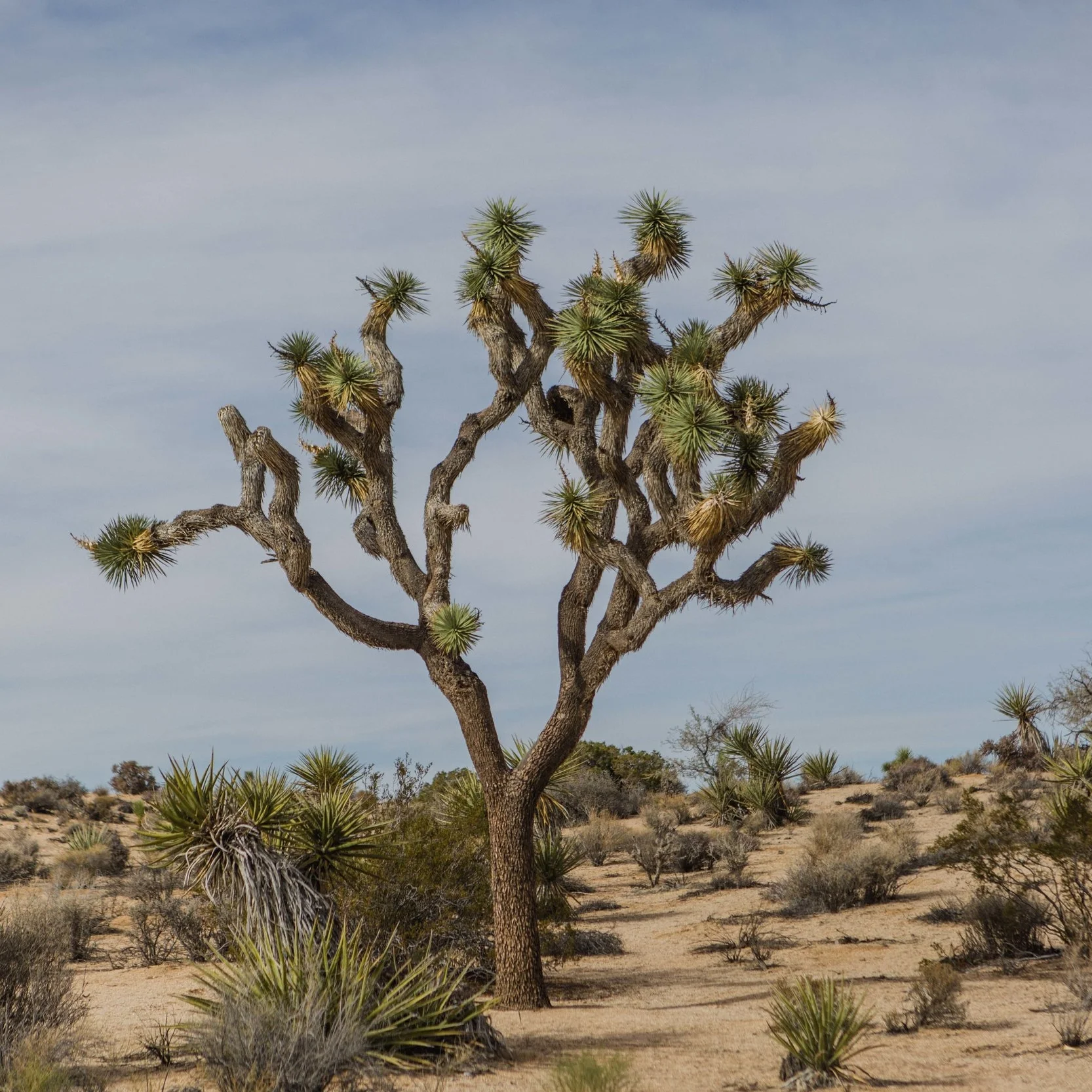Joshua Tree (32).jpg