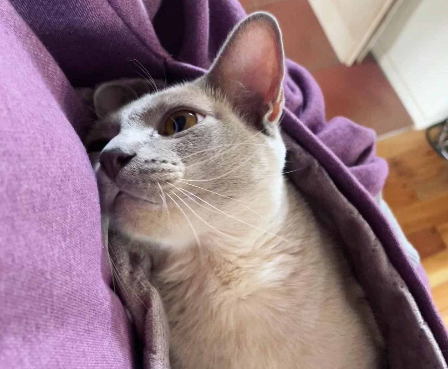 Soft Cat Carrier Cat Hoodie With Pet Pouch Kangaroo Pocket