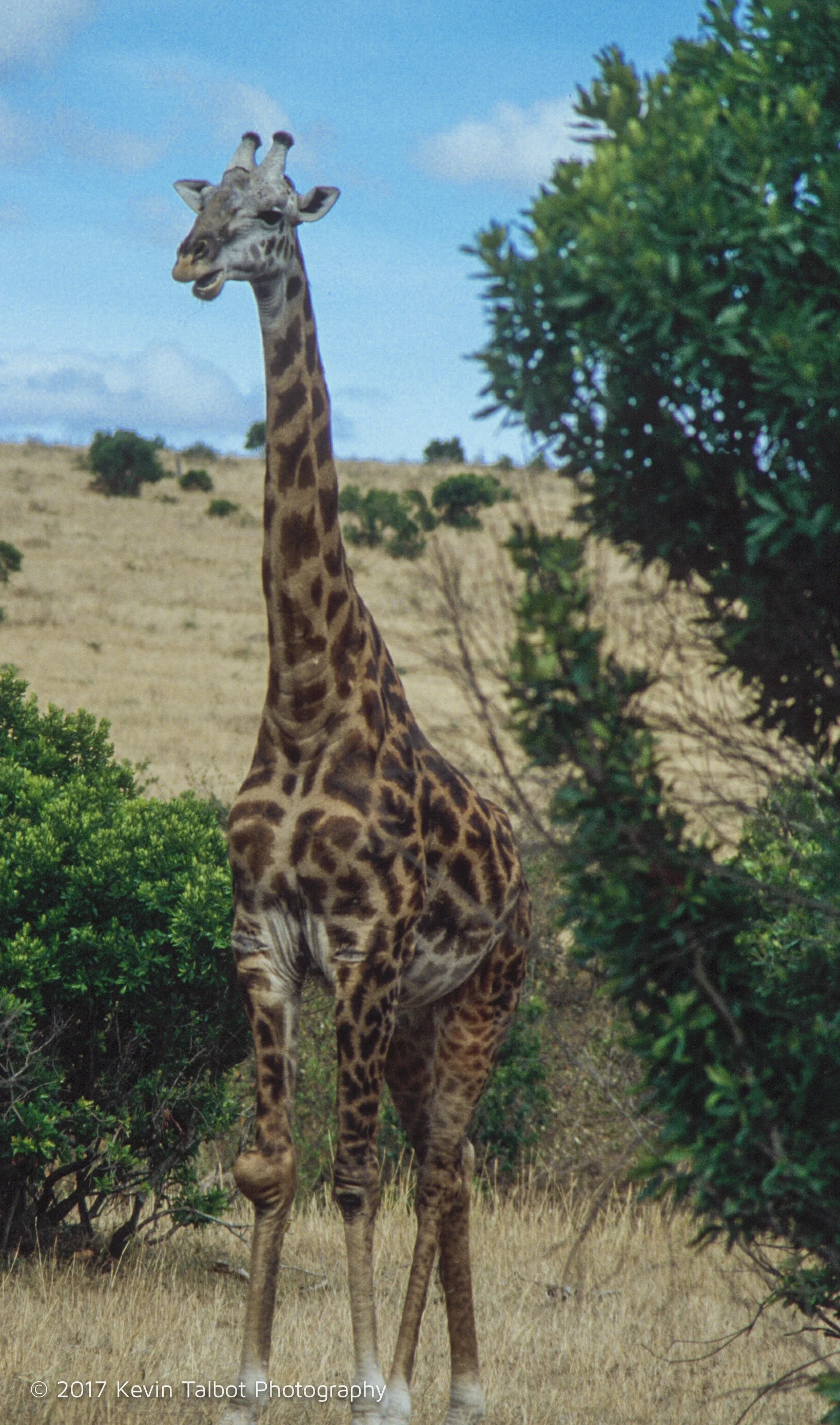 Africa Animals-02.jpg