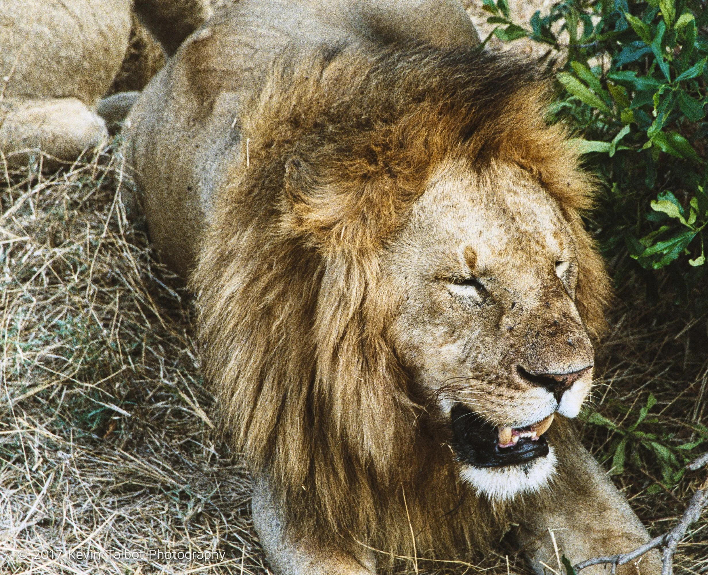 Africa Animals-21.jpg