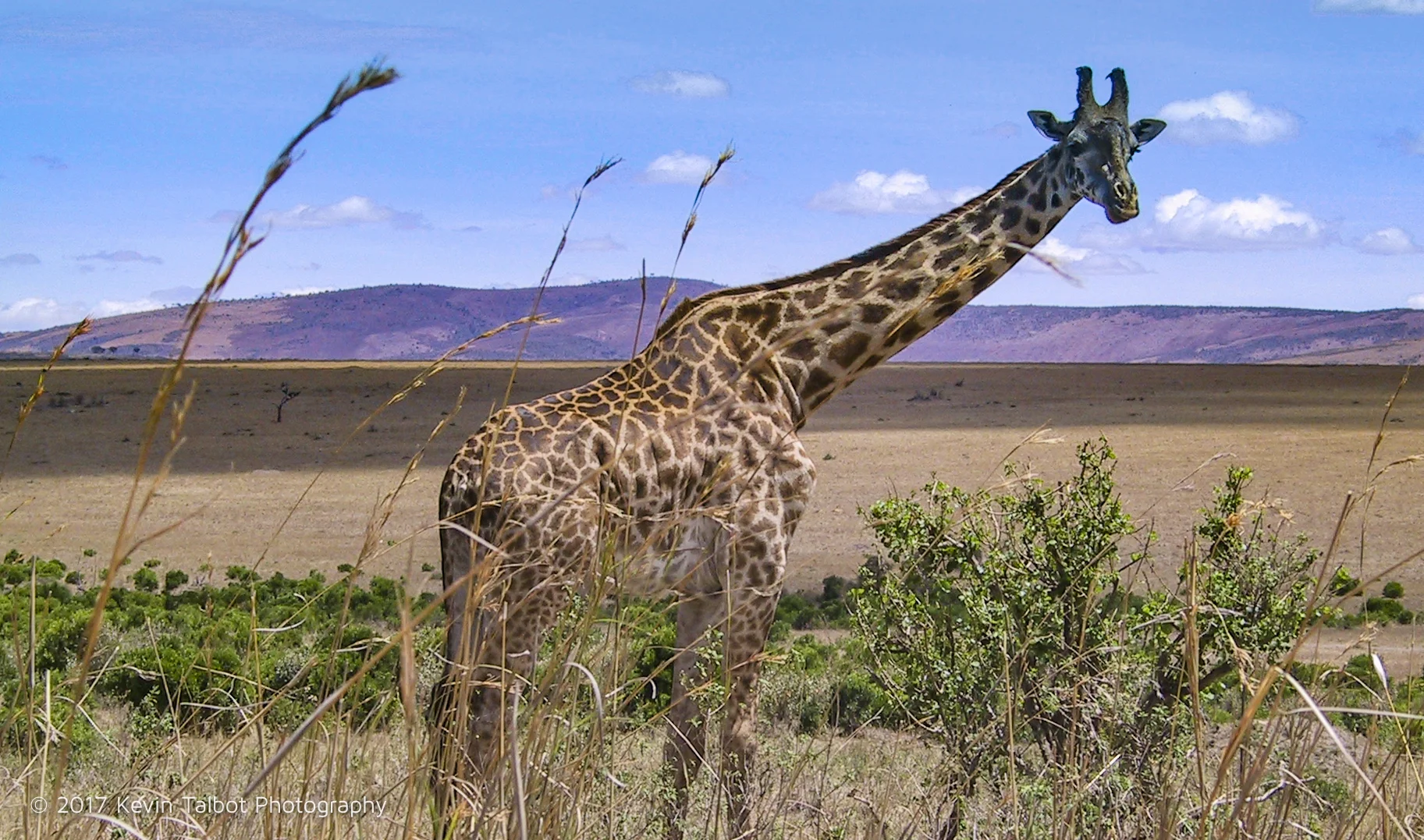 Giraffe at Masai Mara game reserve