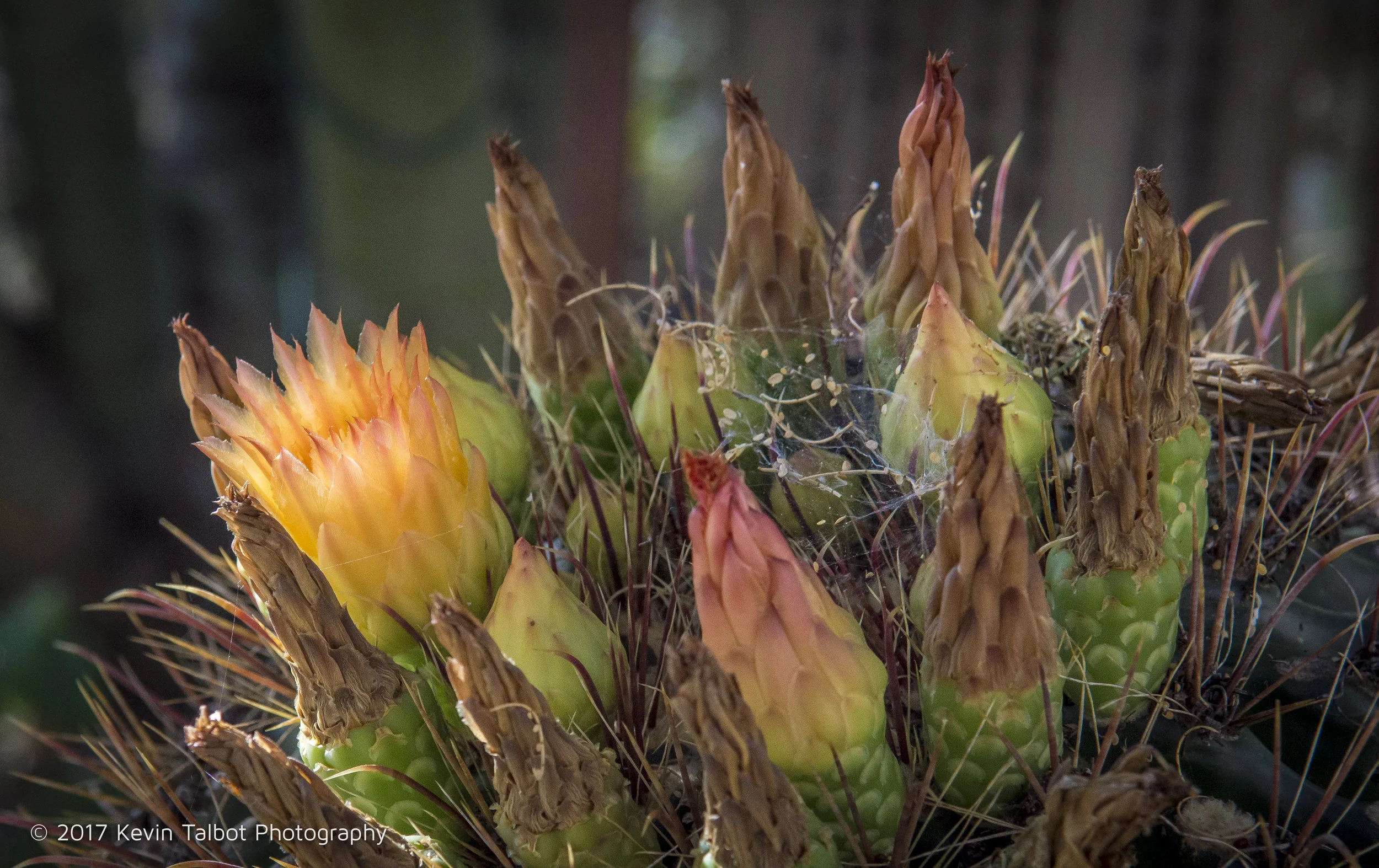 Cactus flowers