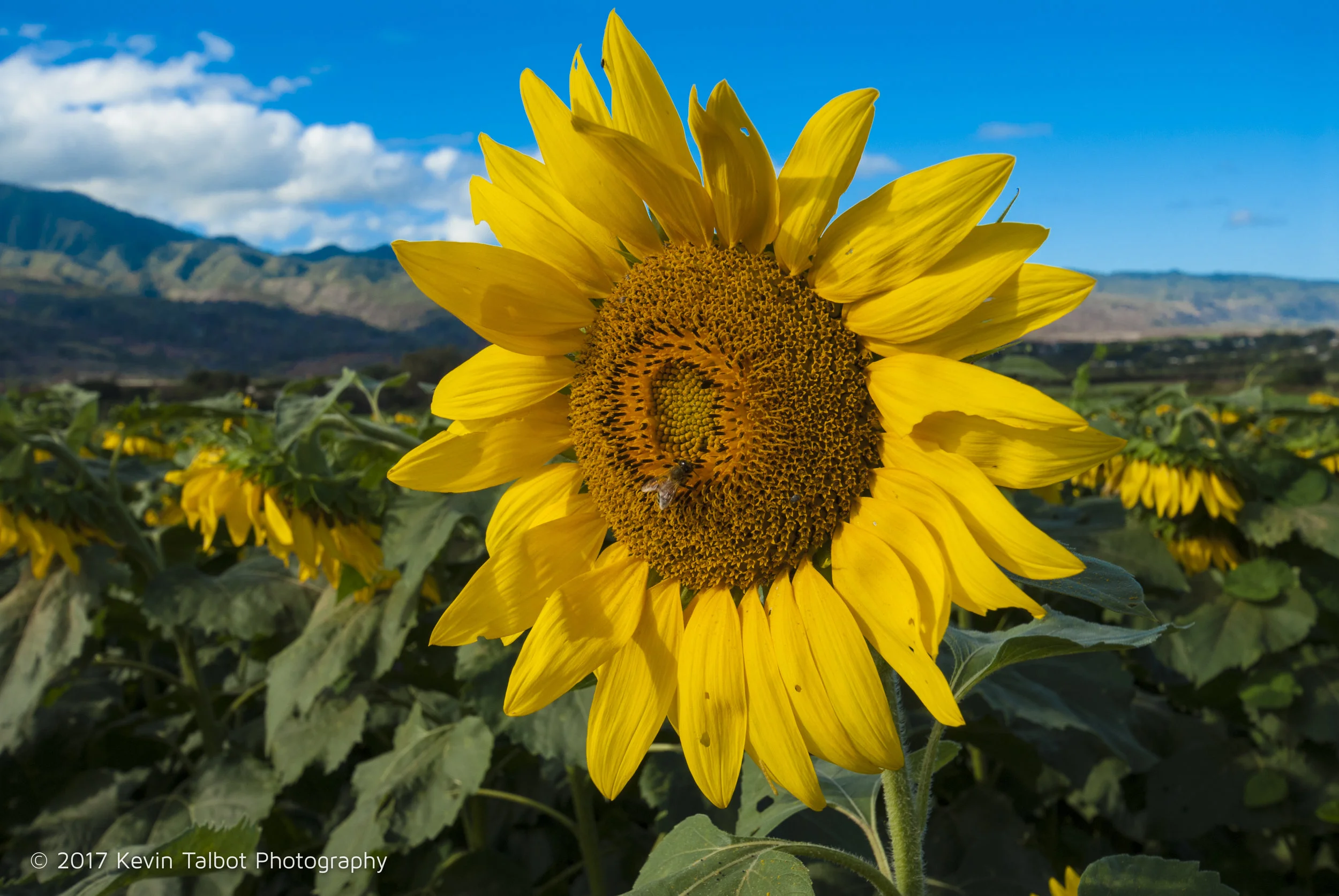 Sunflowers