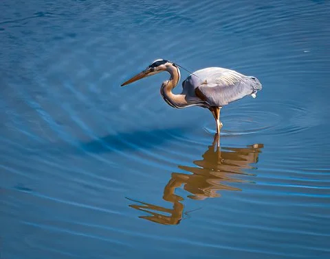 B101 Heron and Reflection