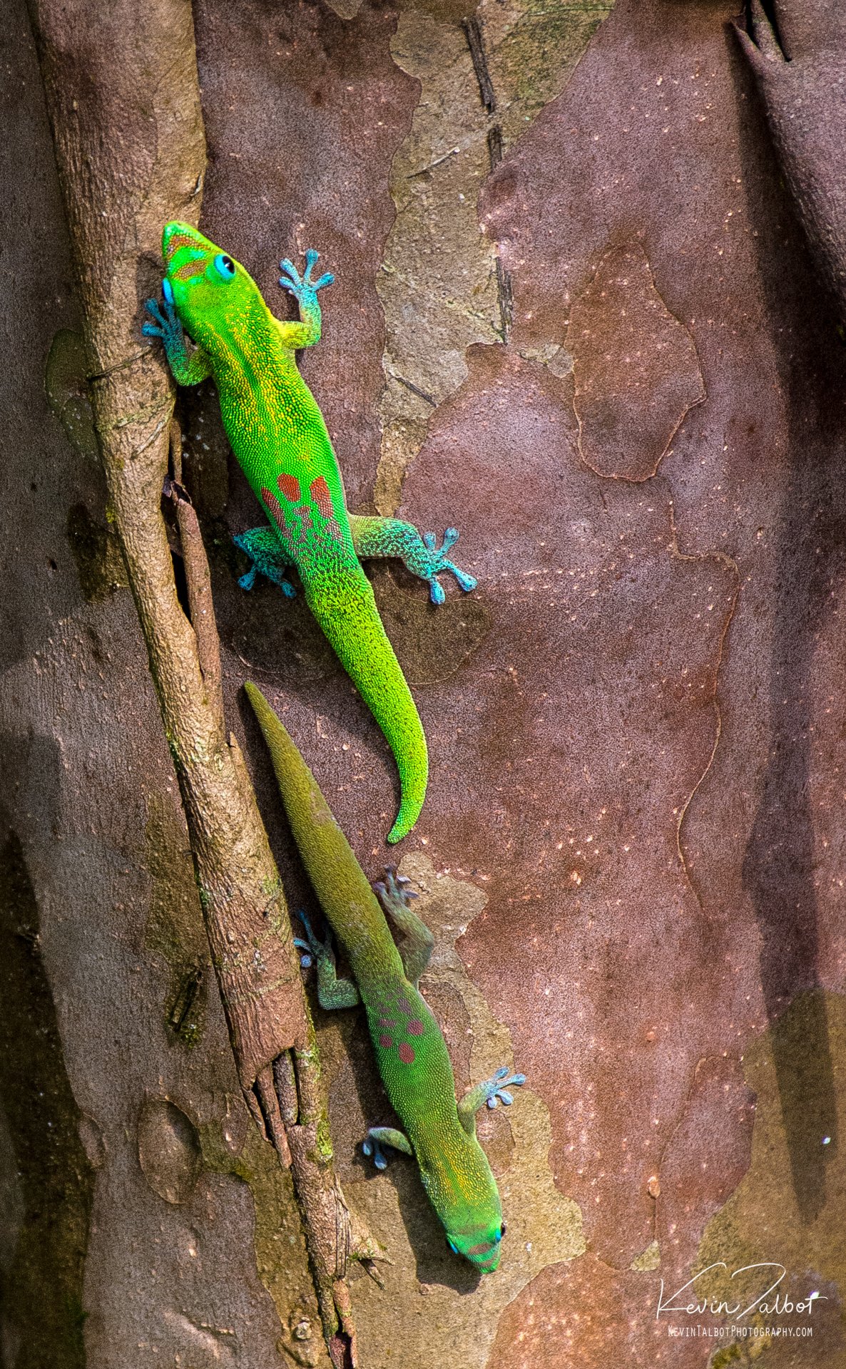 "Colorful Geckos" 