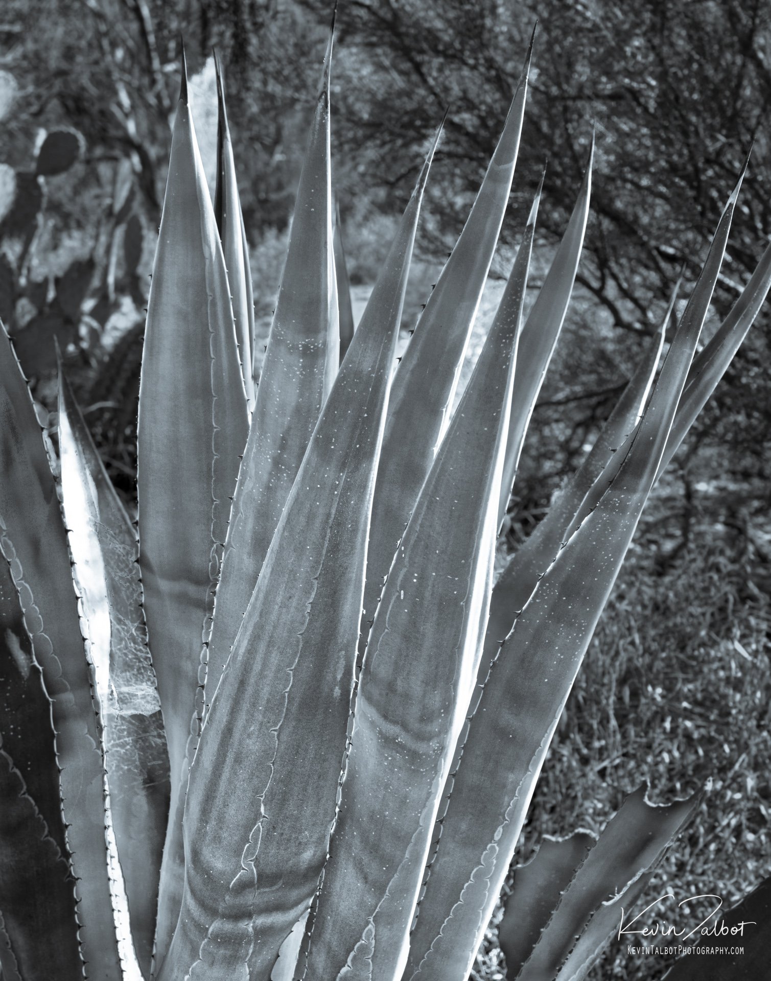 “Agave in Black and White" 