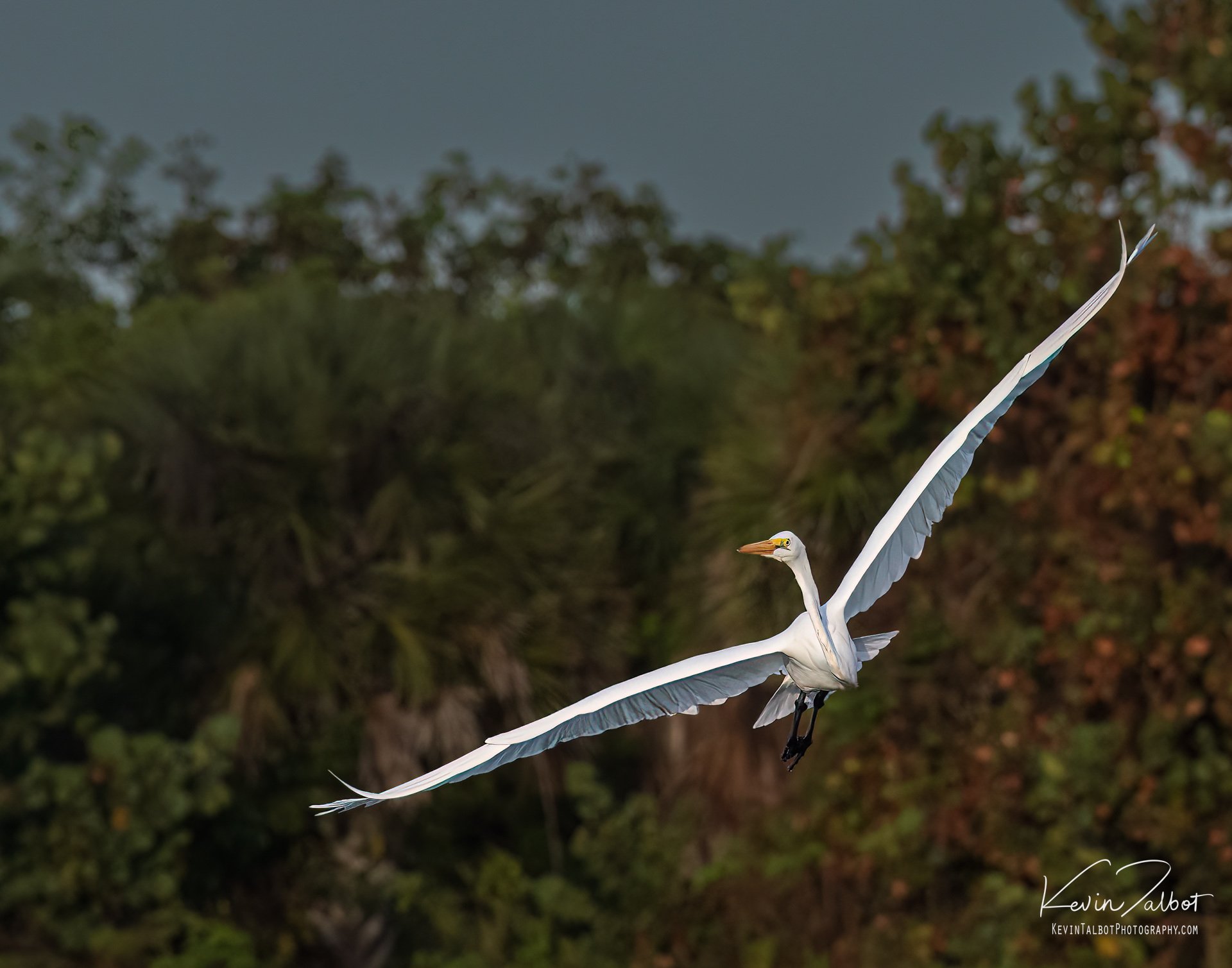 “Graceful egret” 