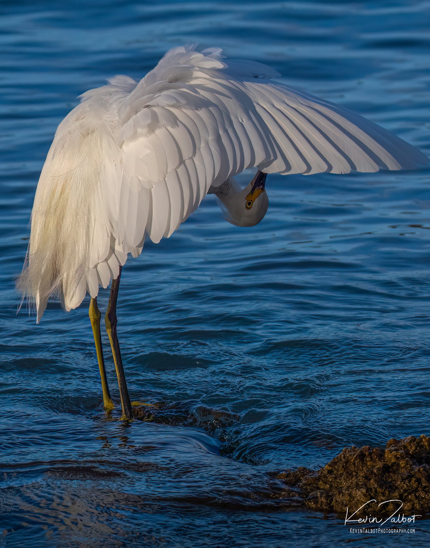 “Snowy egret (peek-a-boo)” 