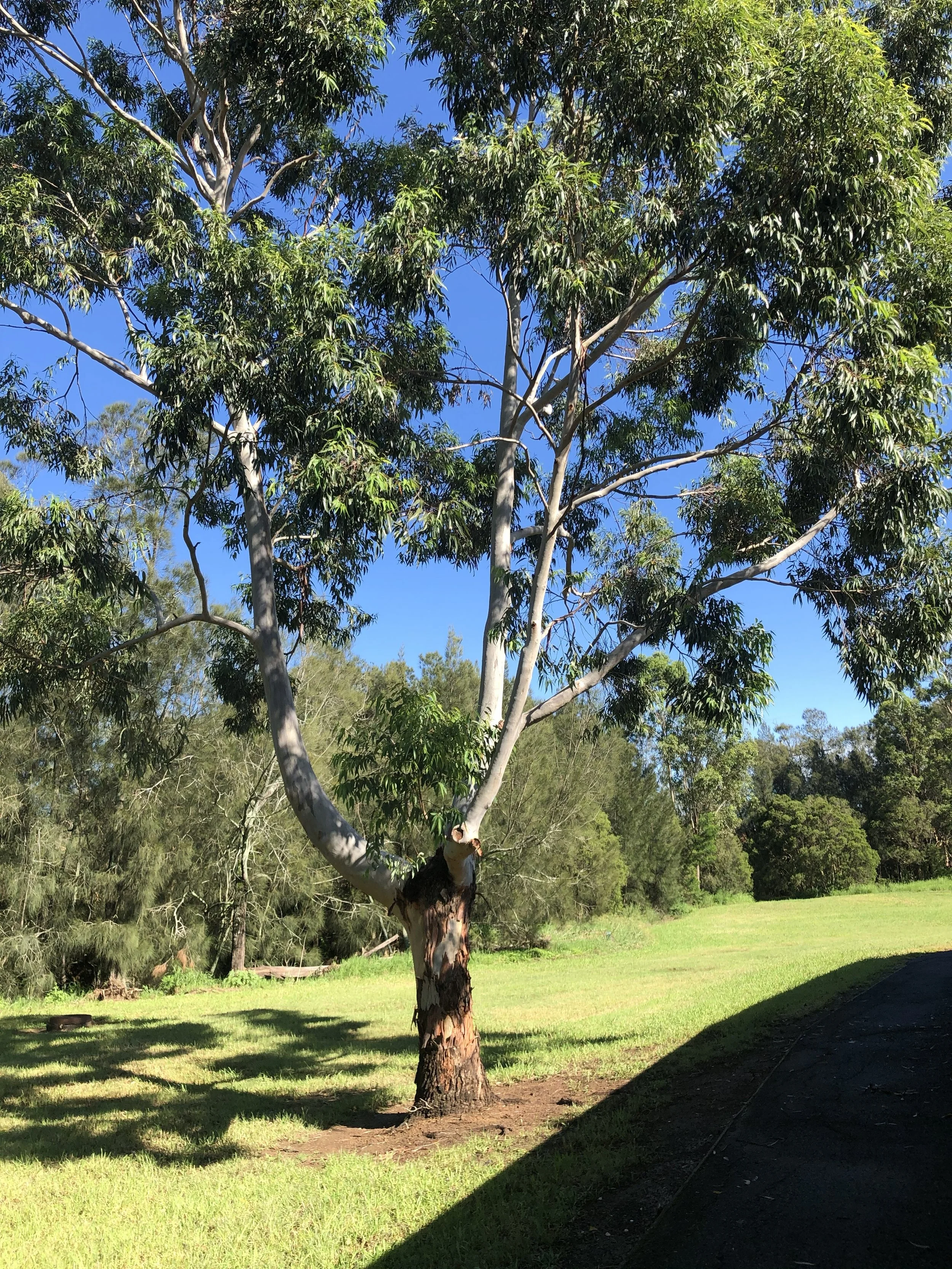 Deliberate practice for writers and poets 