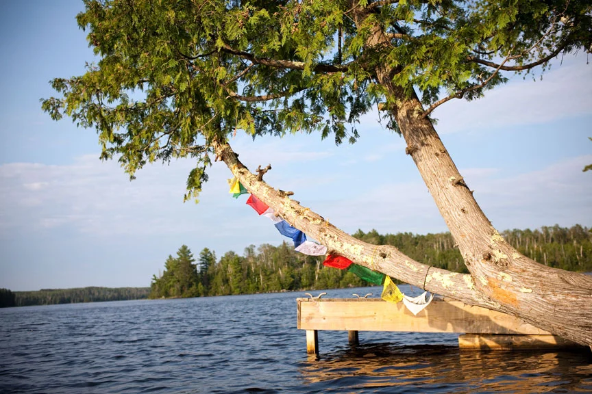 LeaningCedarTree_1.jpg