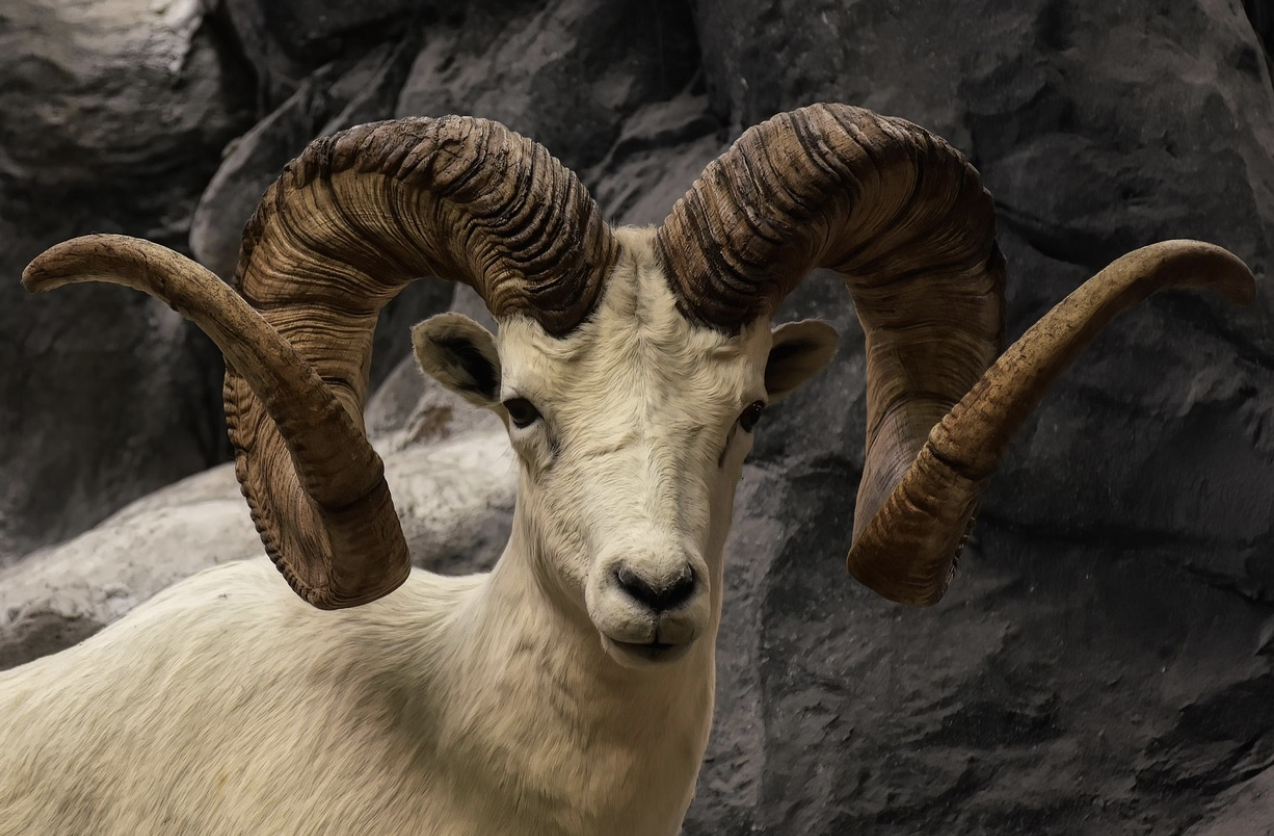 Ki Tisa: Scared and Staying 