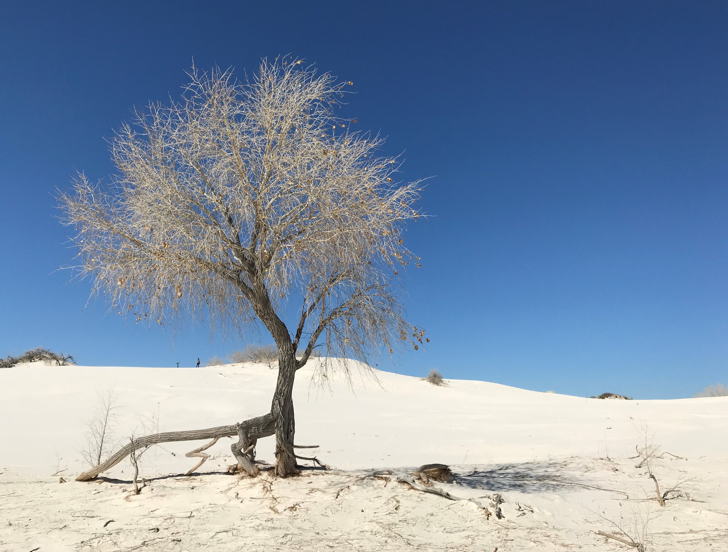 Dune Life Nature Trail
