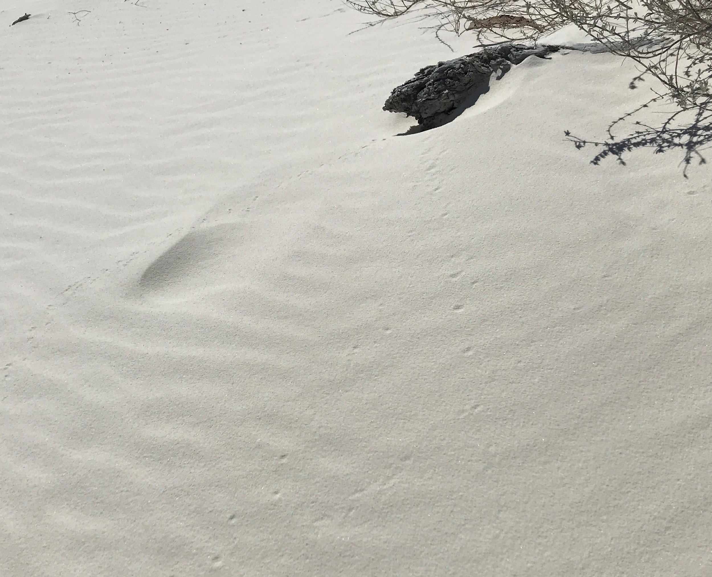 More critter tracks