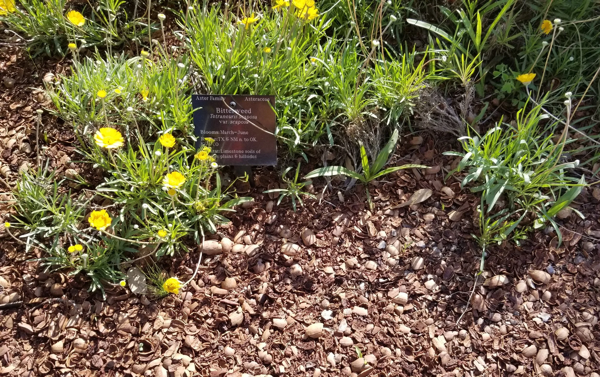 Lady Bird Johnson Wildflower Center