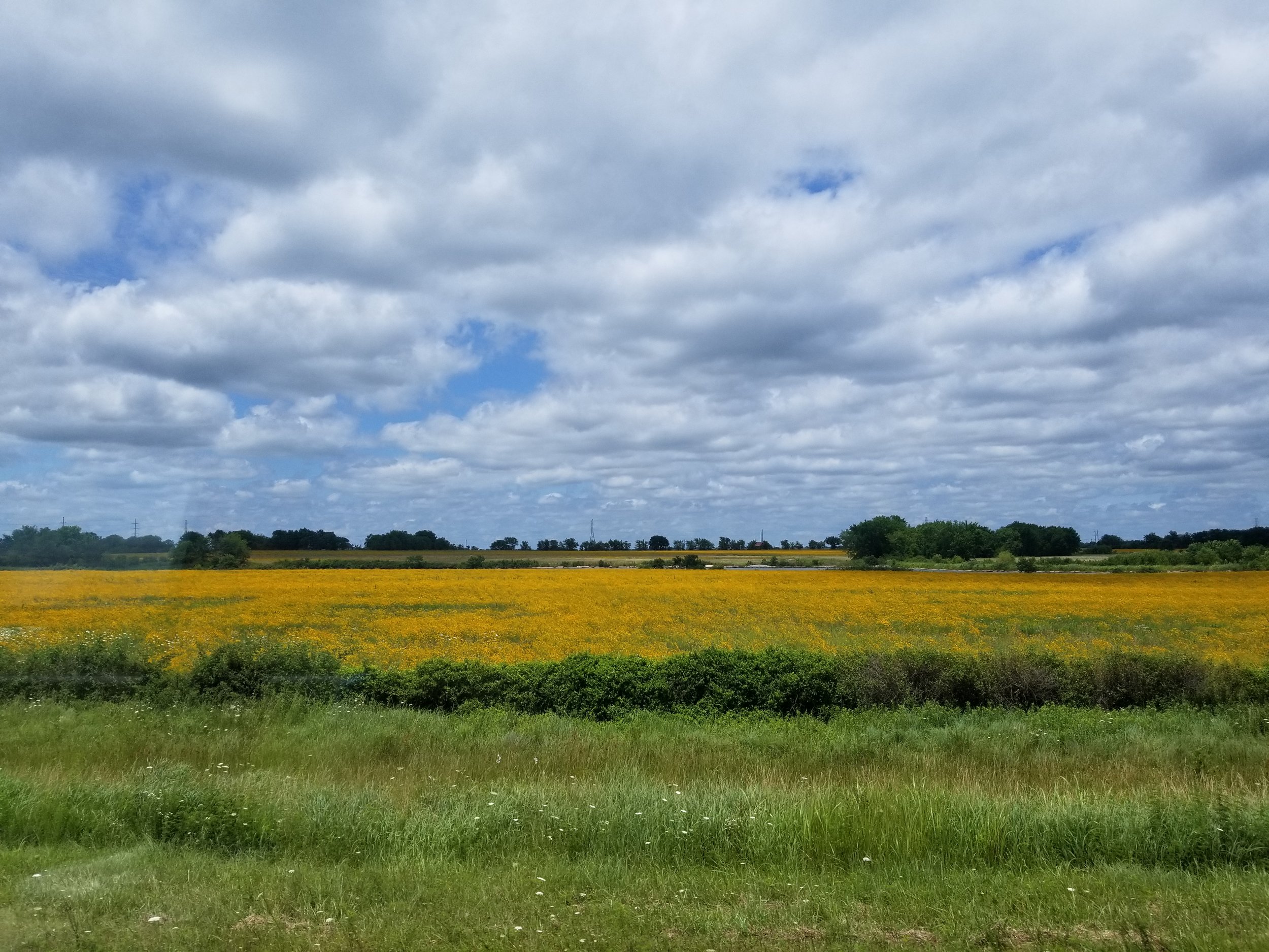 Wildflowers