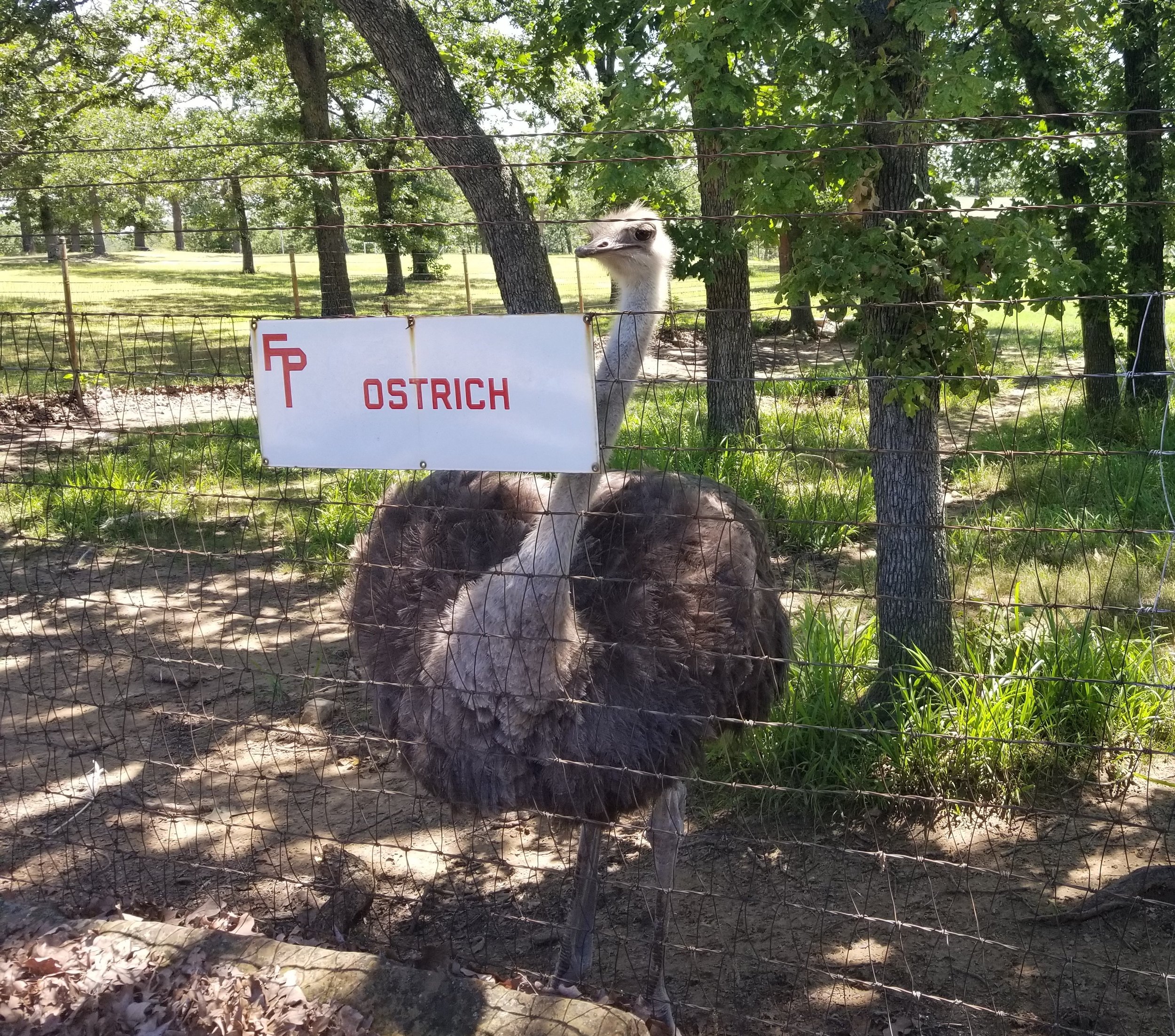 This ostrich was very interested in us. Video can be found here