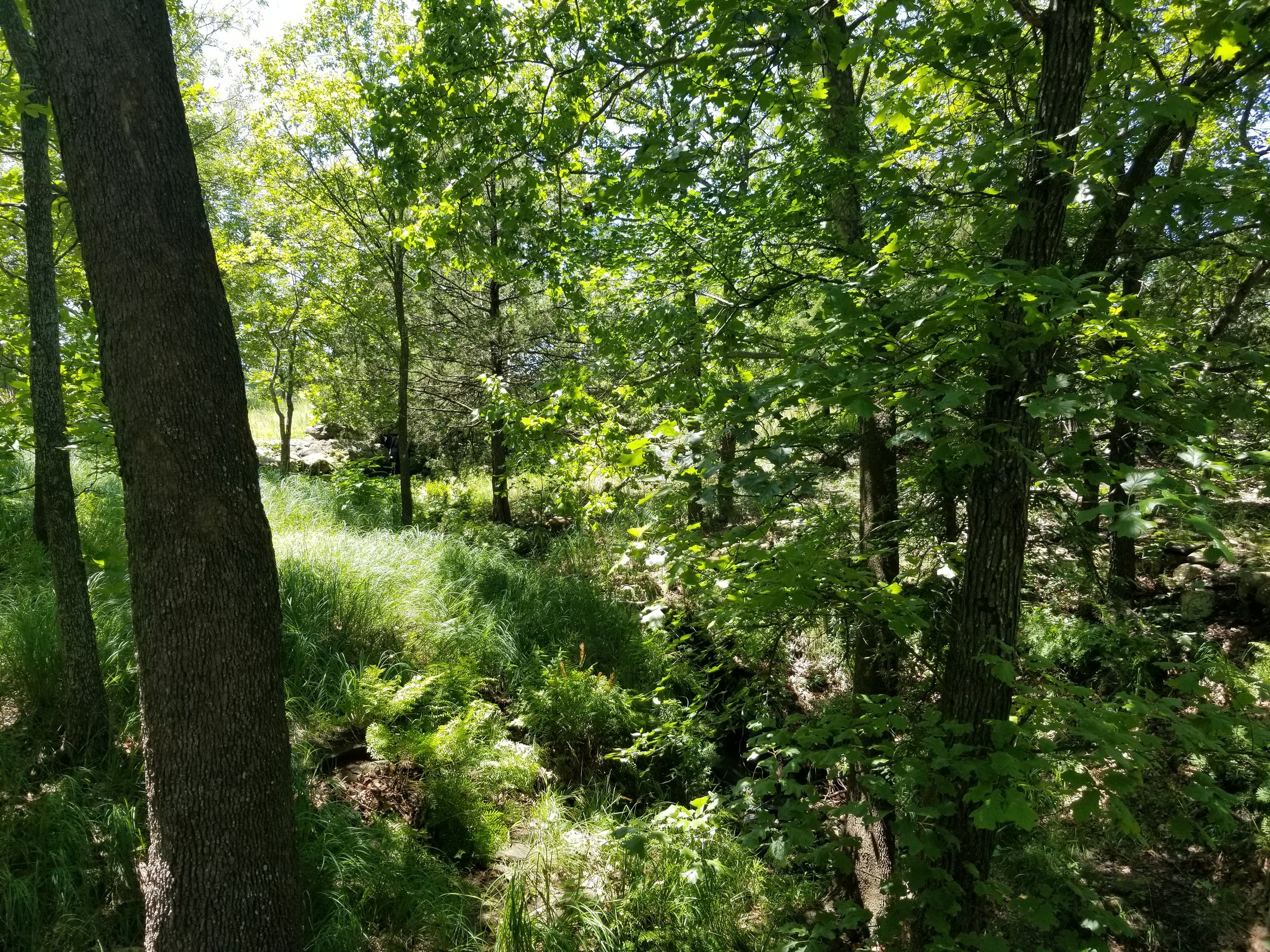 Everything was very green