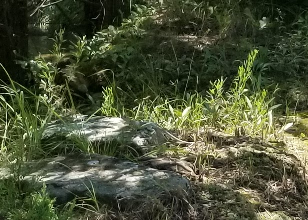 20190620_133919b.jpg