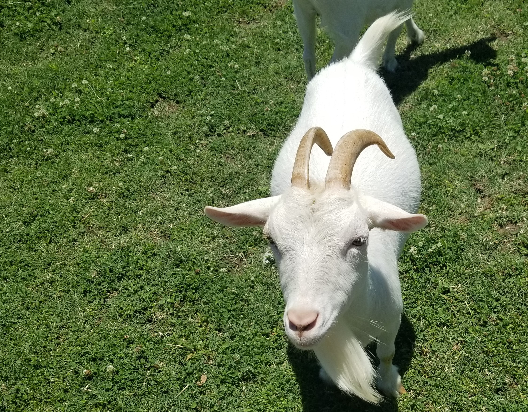 Billy Goat