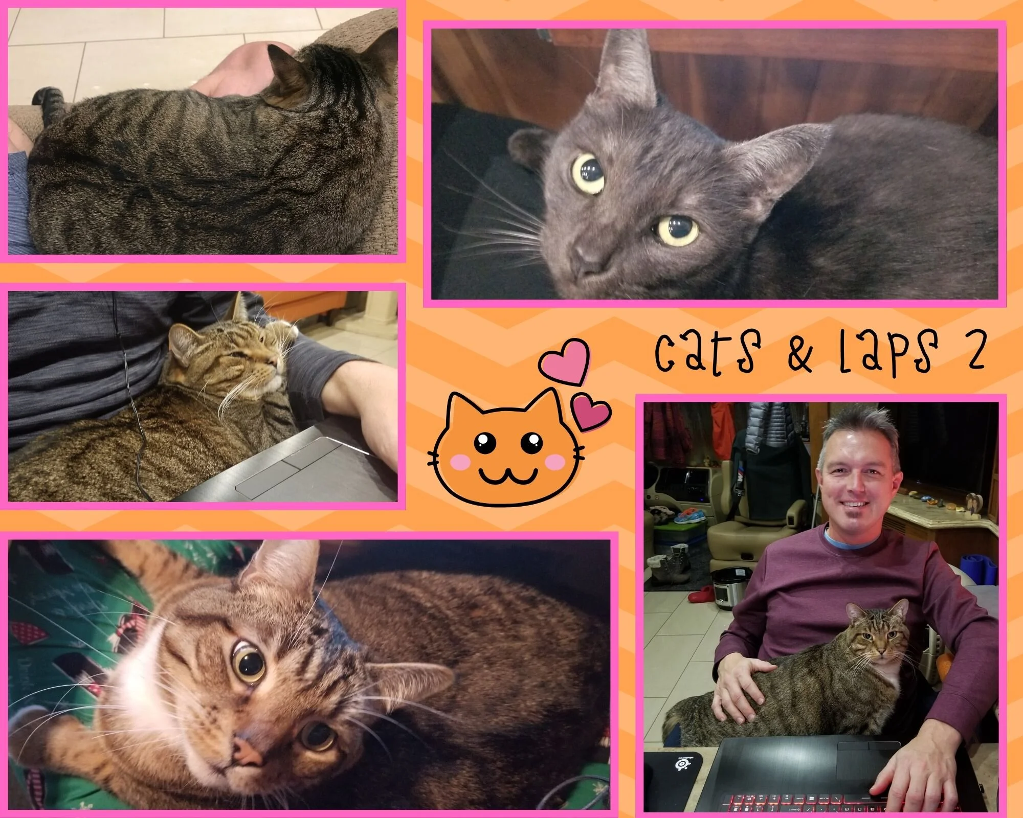 Cats Being Cats Photo Gallery