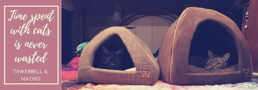 Time spent with cats is never wasted!