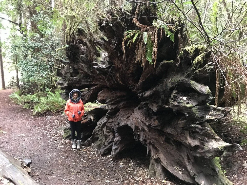 Day Trip to Crescent City