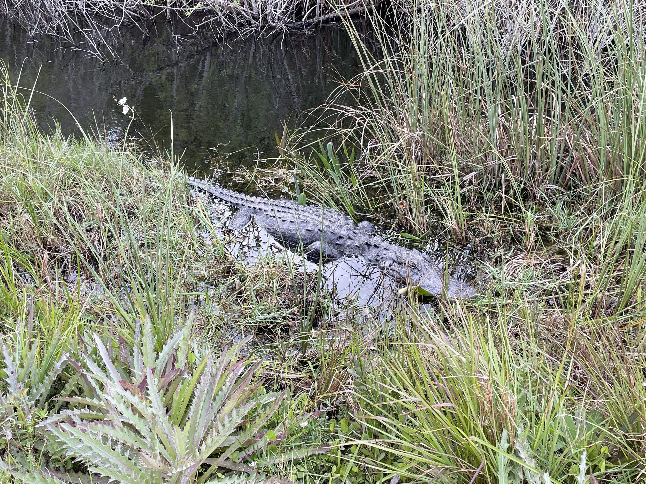 Adventures to Biscayne &amp; Everglades National Parks