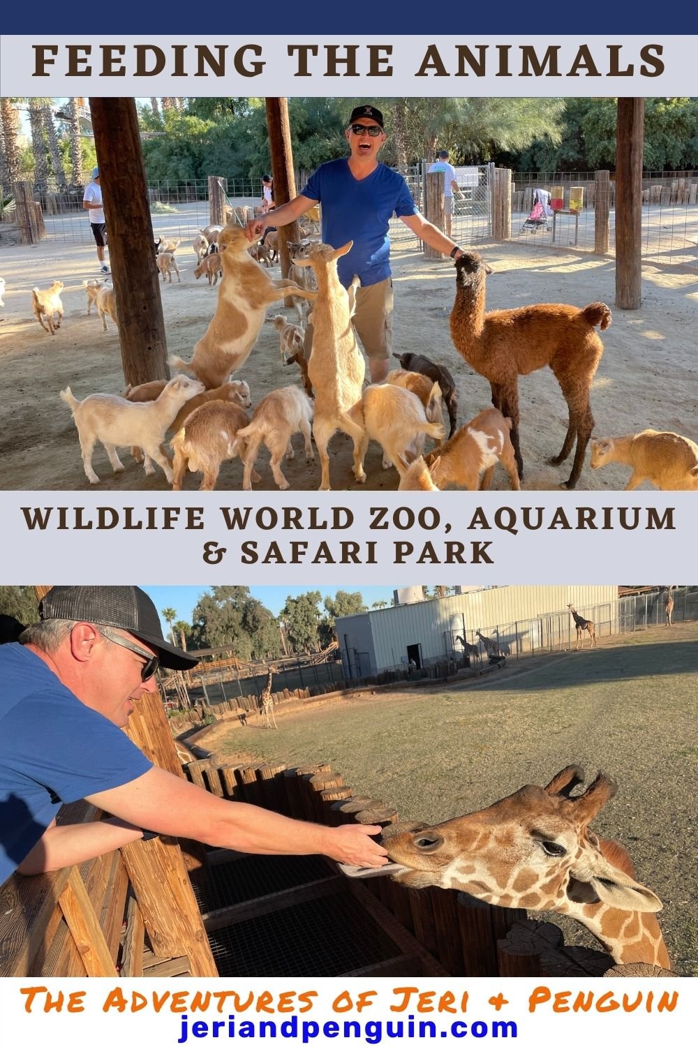 Feeding animals at Wildlife World Zoo, Aquarium & Safari Park