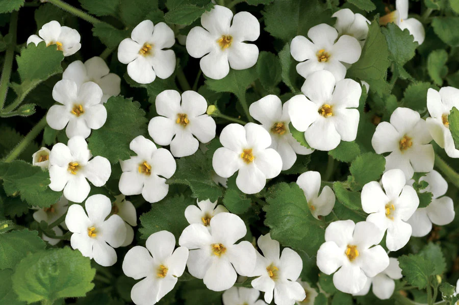 Bacopa+for+HN+2.jpg