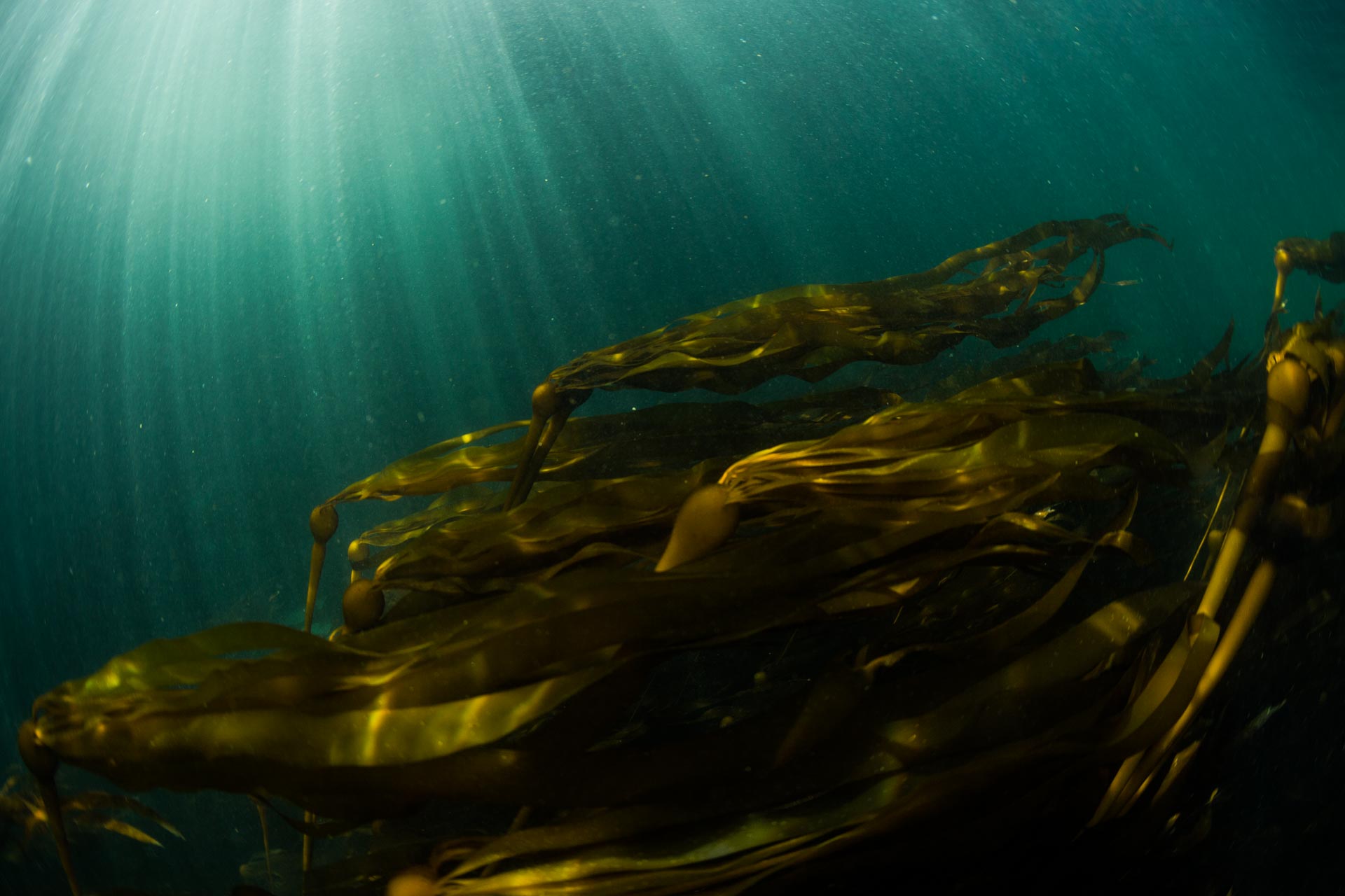 Kelp Shallows
