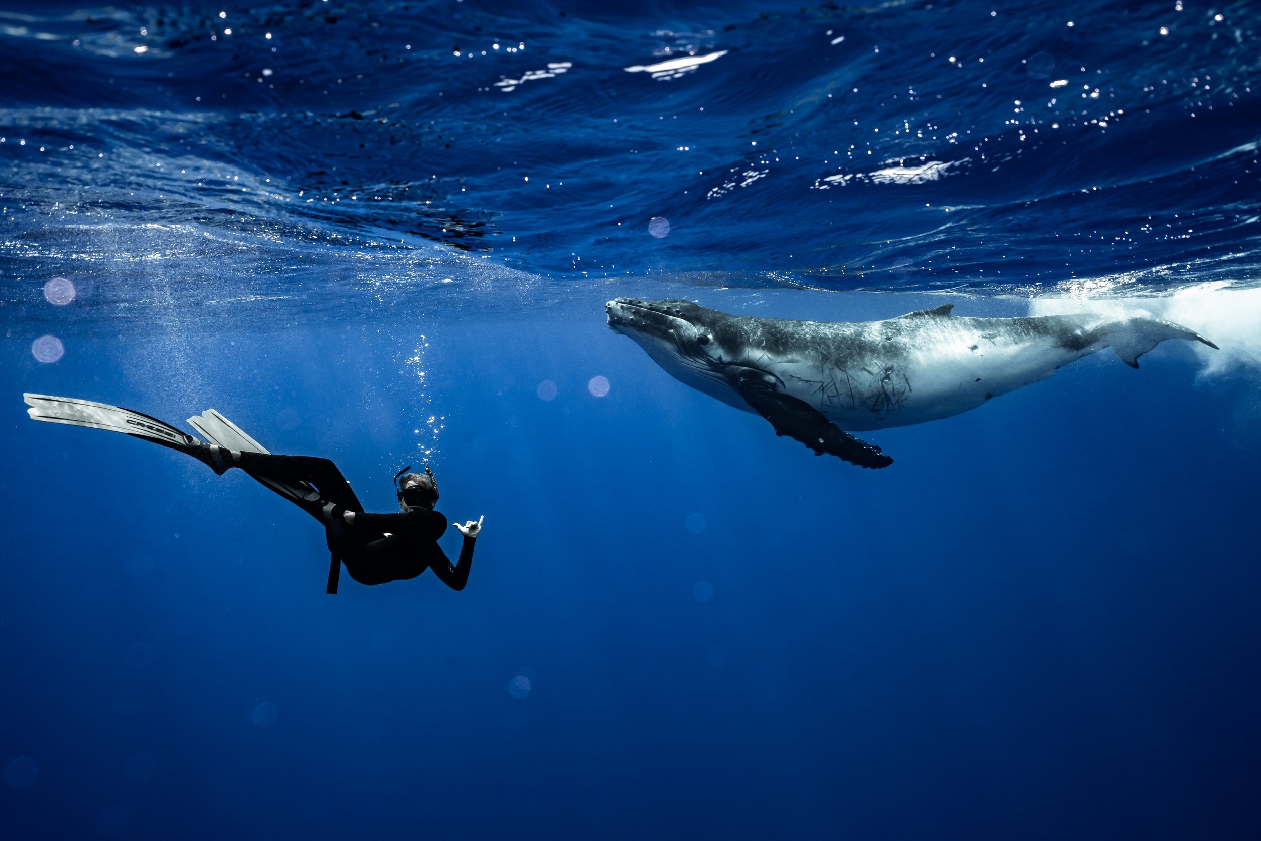 rurutu-2020-inertia-network-matt-reichel-one-with-whales-swim-with-humpback-whales-french-polynesia-week-one-re-edited-122.jpg