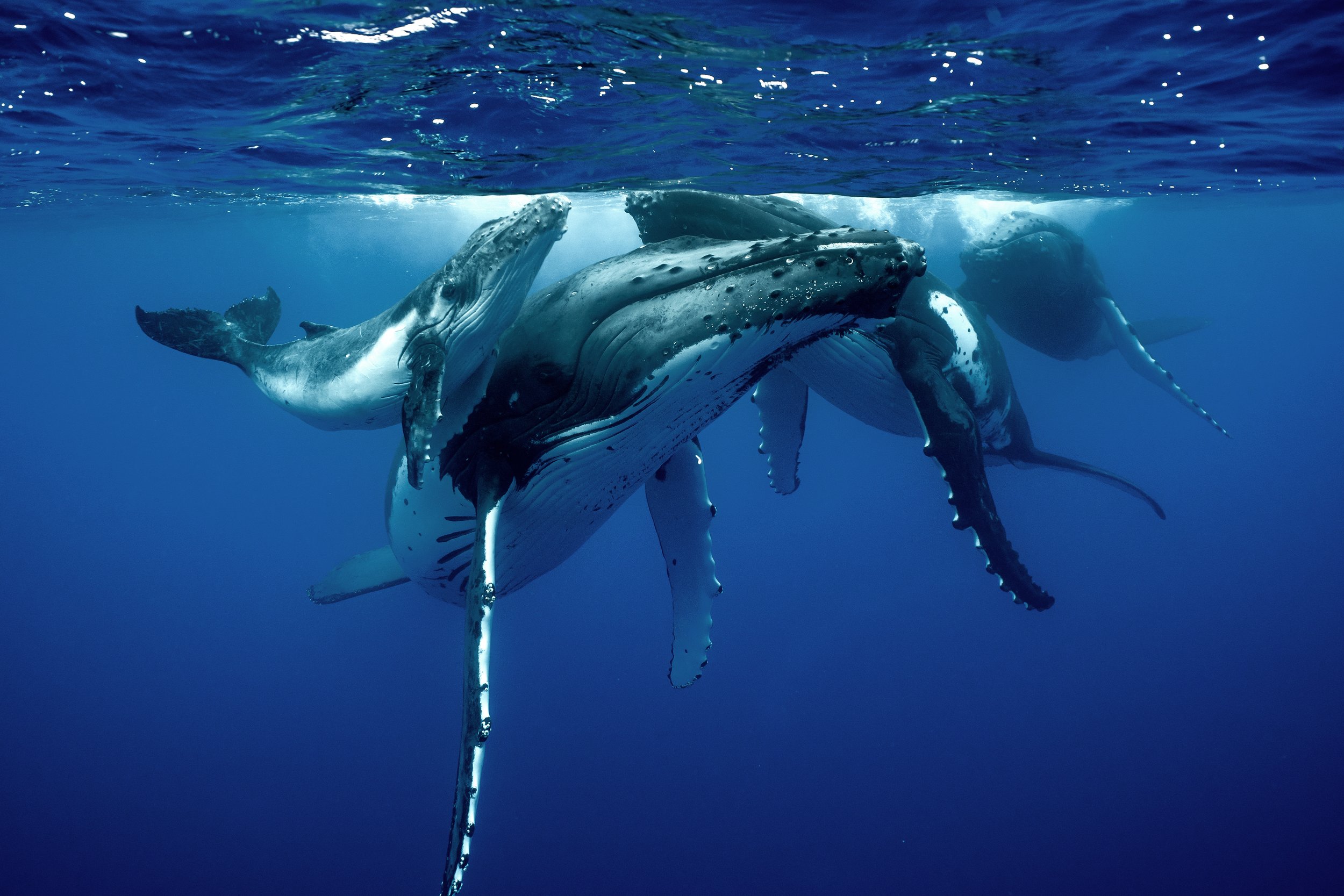 rurutu-2020-inertia-network-matt-reichel-one-with-whales-swim-with-humpback-whales-french-polynesia-week-one-re-edited-250 copy.jpg