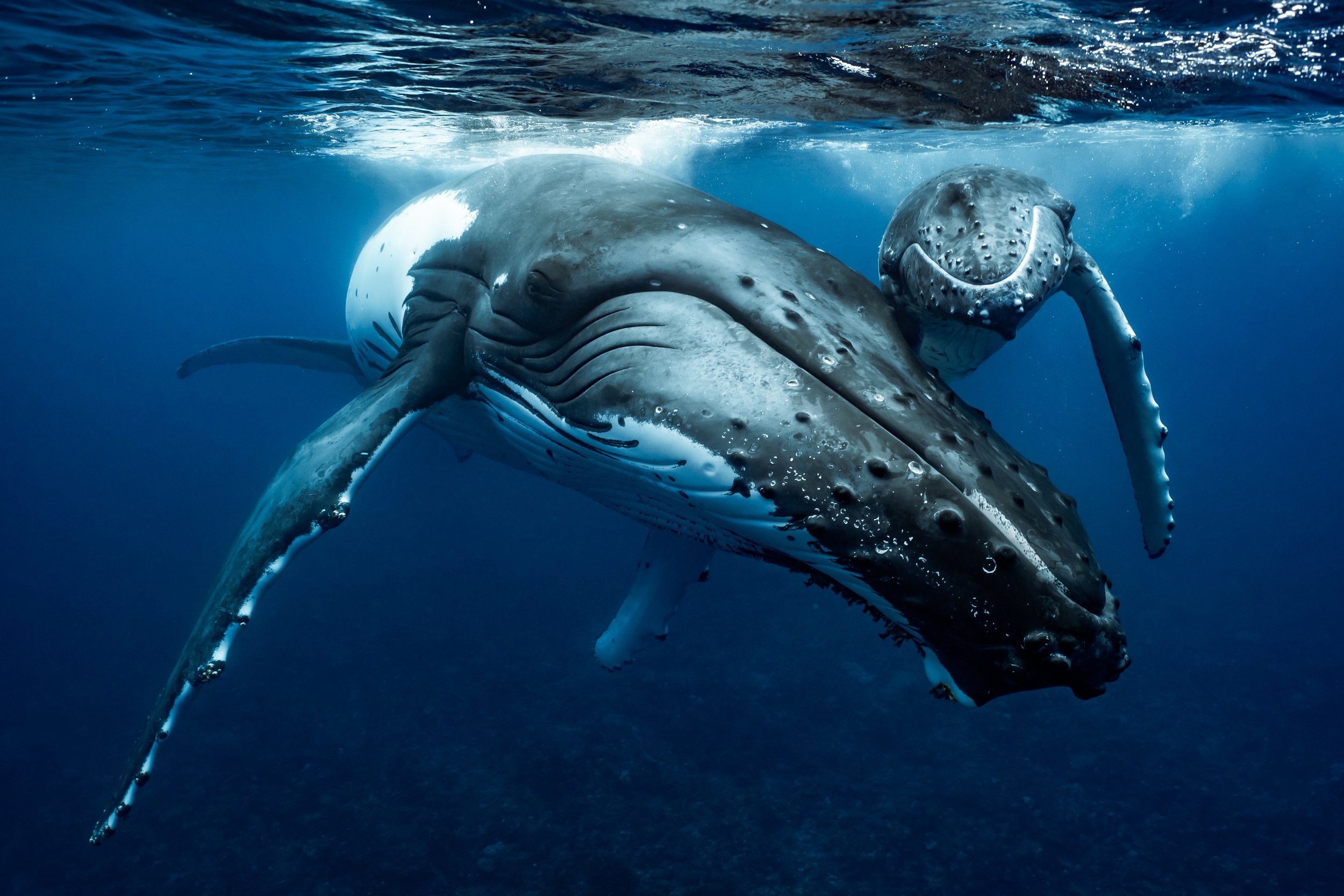 rurutu-inertia-network-matt-reichel-one-with-whales-swim-with-humpback-whales-french-polynesia-452.jpg