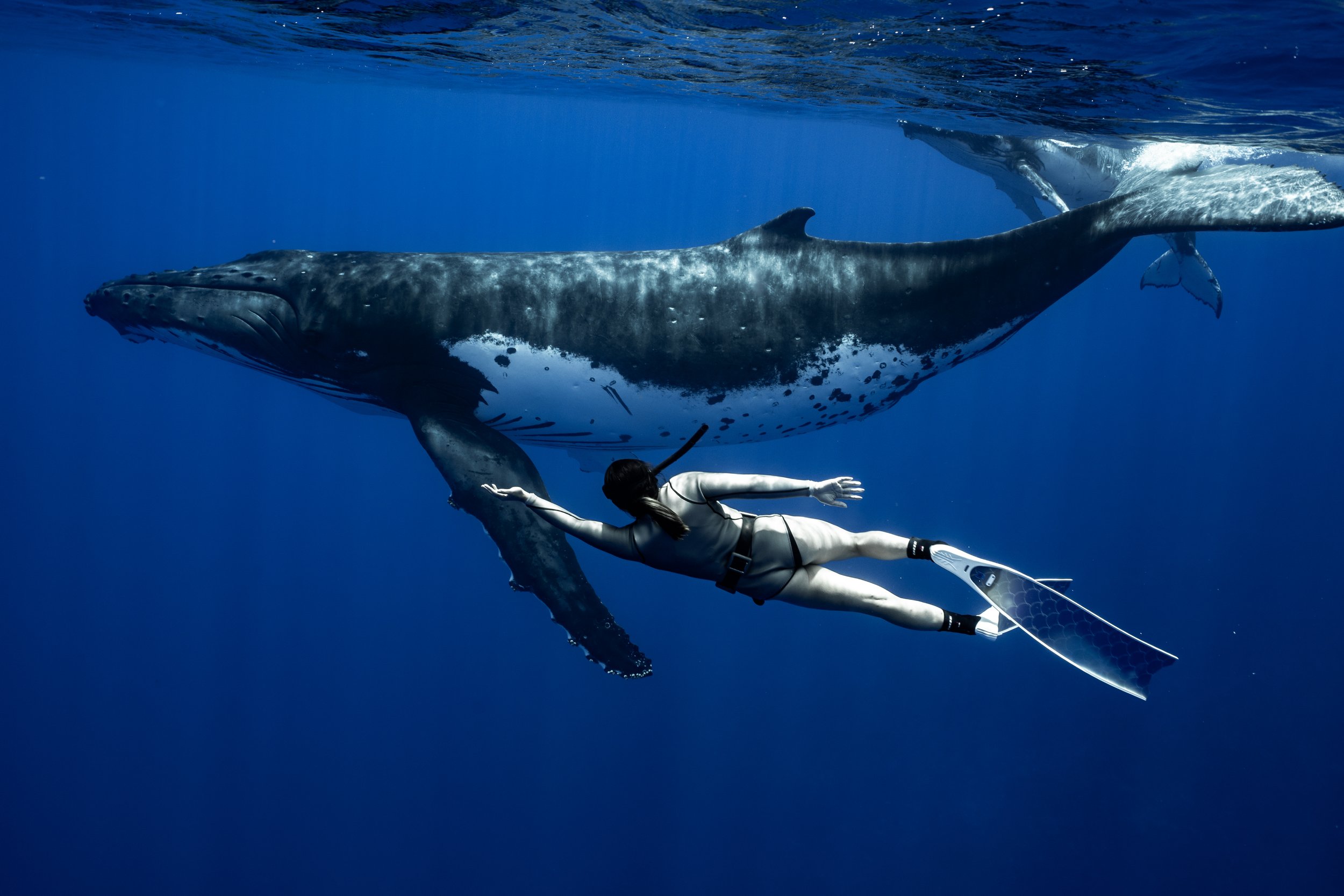rurutu-inertia-network-matt-reichel-one-with-whales-swim-with-humpback-whales-french-polynesia-479.jpg