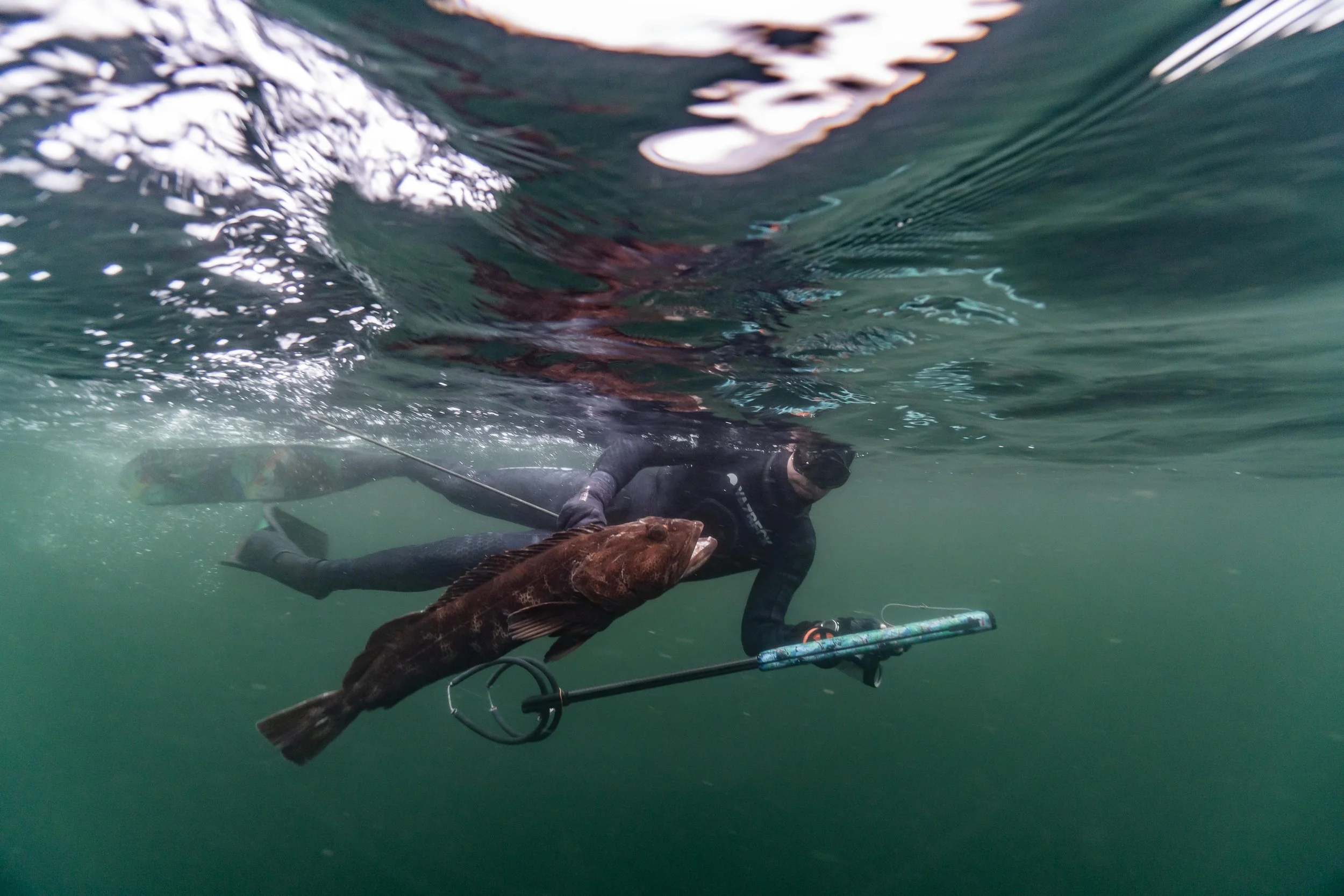Freedive-Harvester Package SEMI PRIVATE 16*/17*/22*/23* & MAY 23/24/25