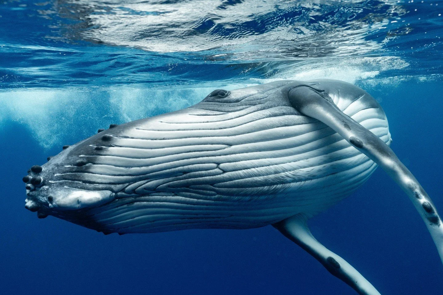 Nothing quite like being in the water with these gentle giants. Their demeanour and personalities differing greatly between them. Some being much more brazen than others which always lends to some excitement in the water while attempting to keep sepa