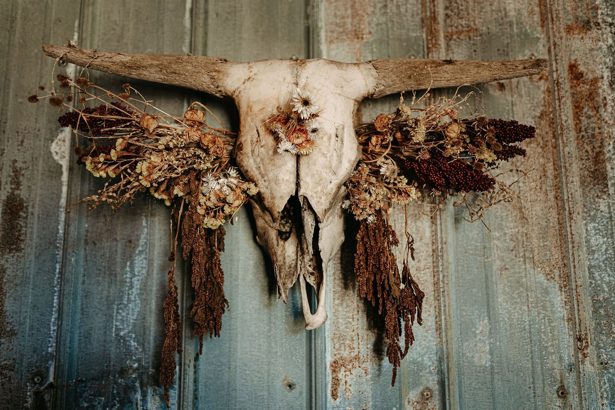 Barn Skull Shantina-Rae-Photography.jpg.jpg