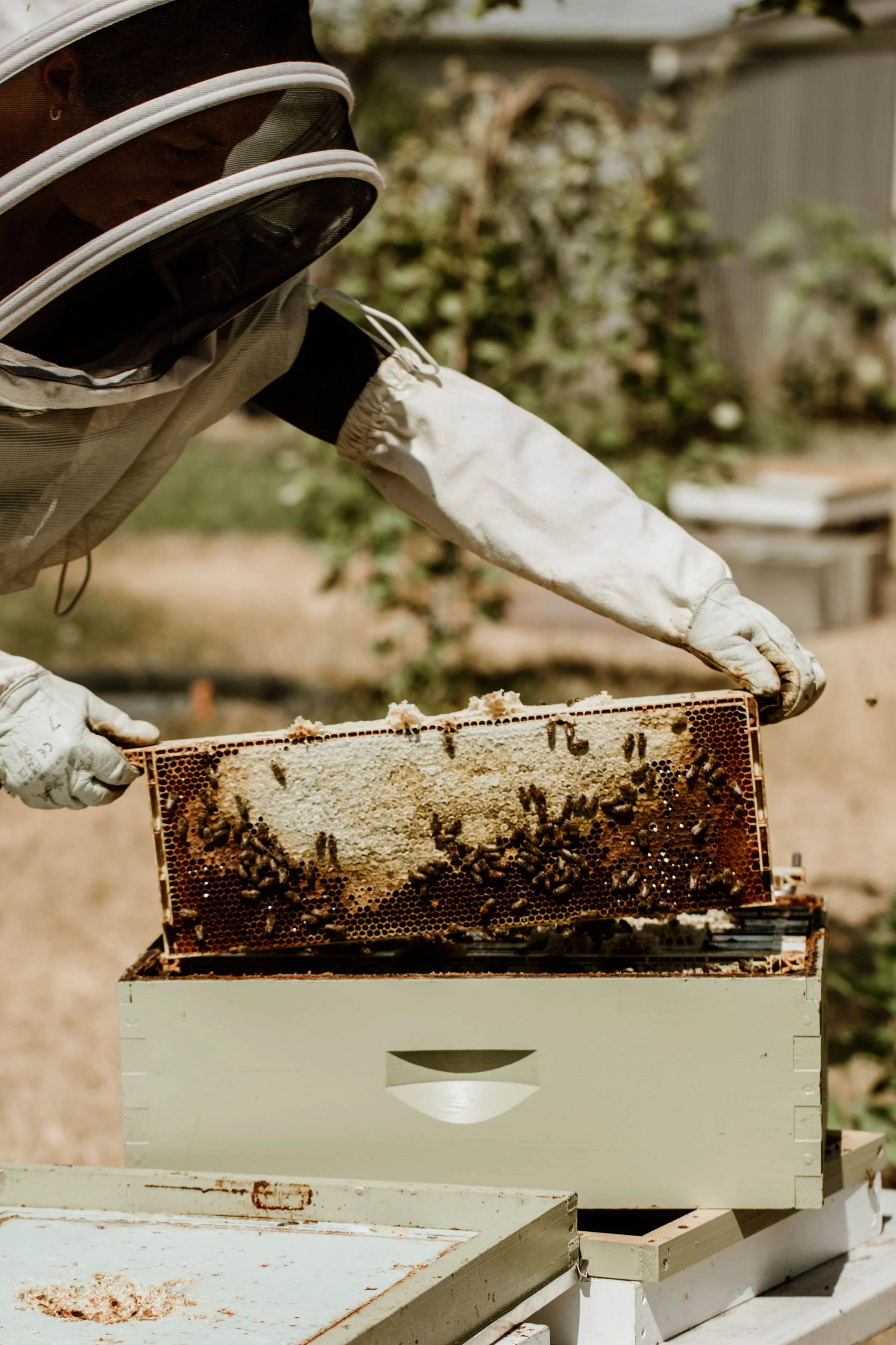 beekeeping (4).jpg
