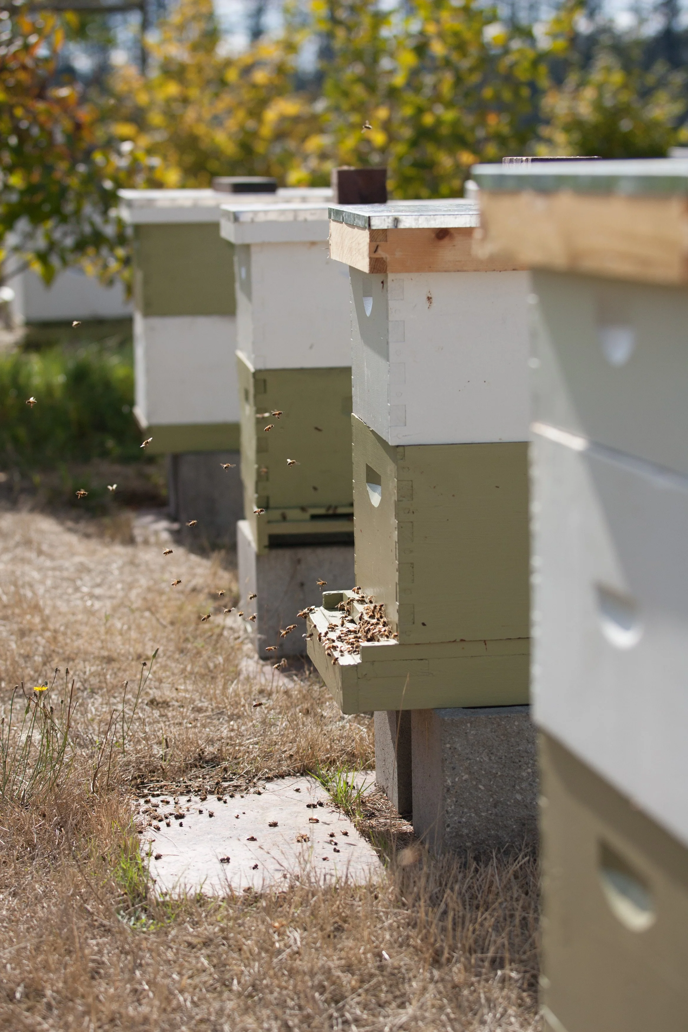Beekeeping.jpeg.jpg